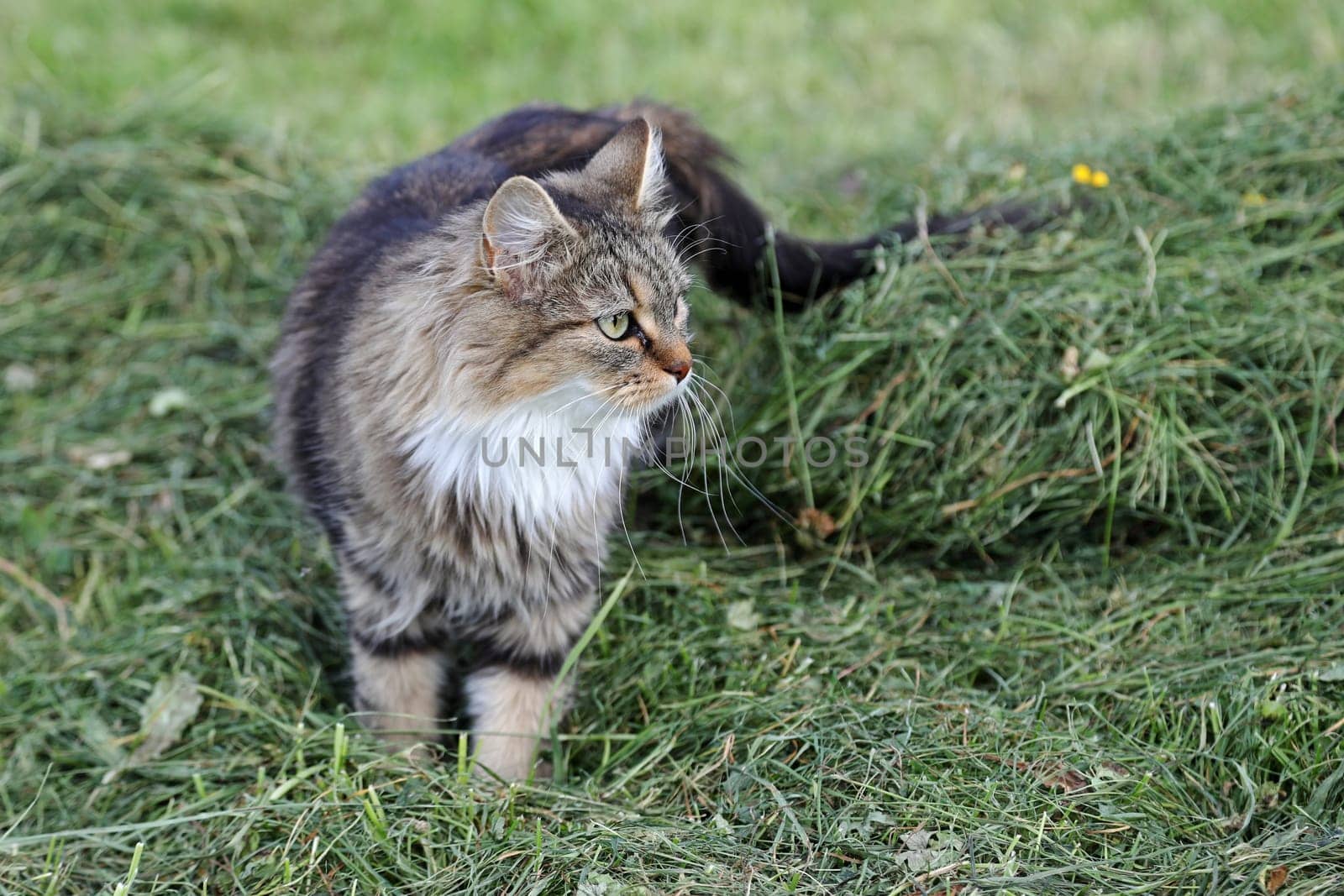 A pretty cute young Norwegian Forest Cat in the hay