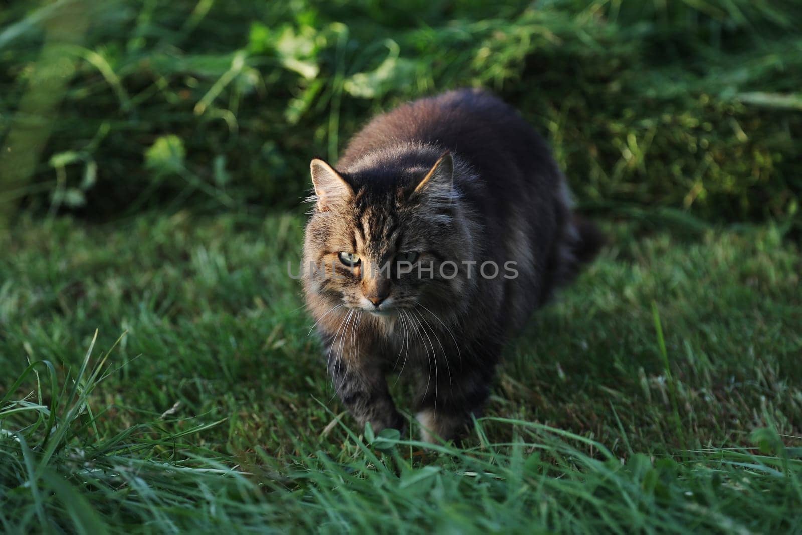 A pretty Norwegian Forest Cat runs through a mown meadow in the evening light