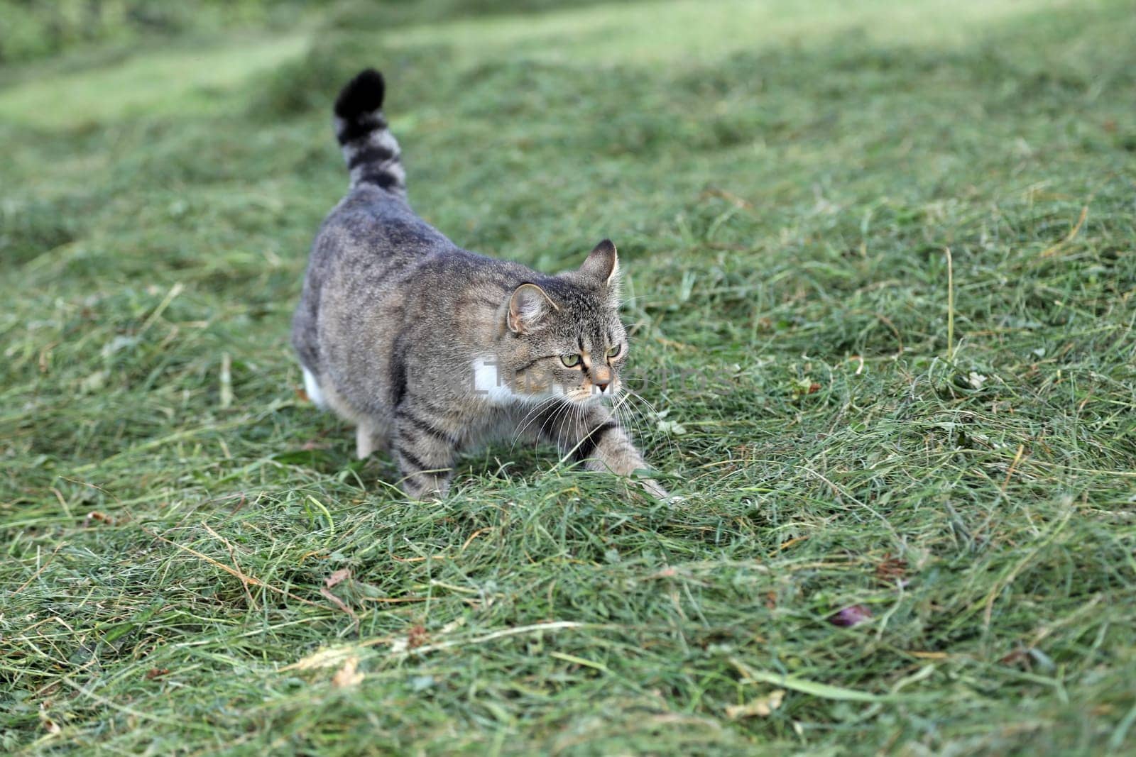 A pretty cute young cat with dots and stripes in the hay