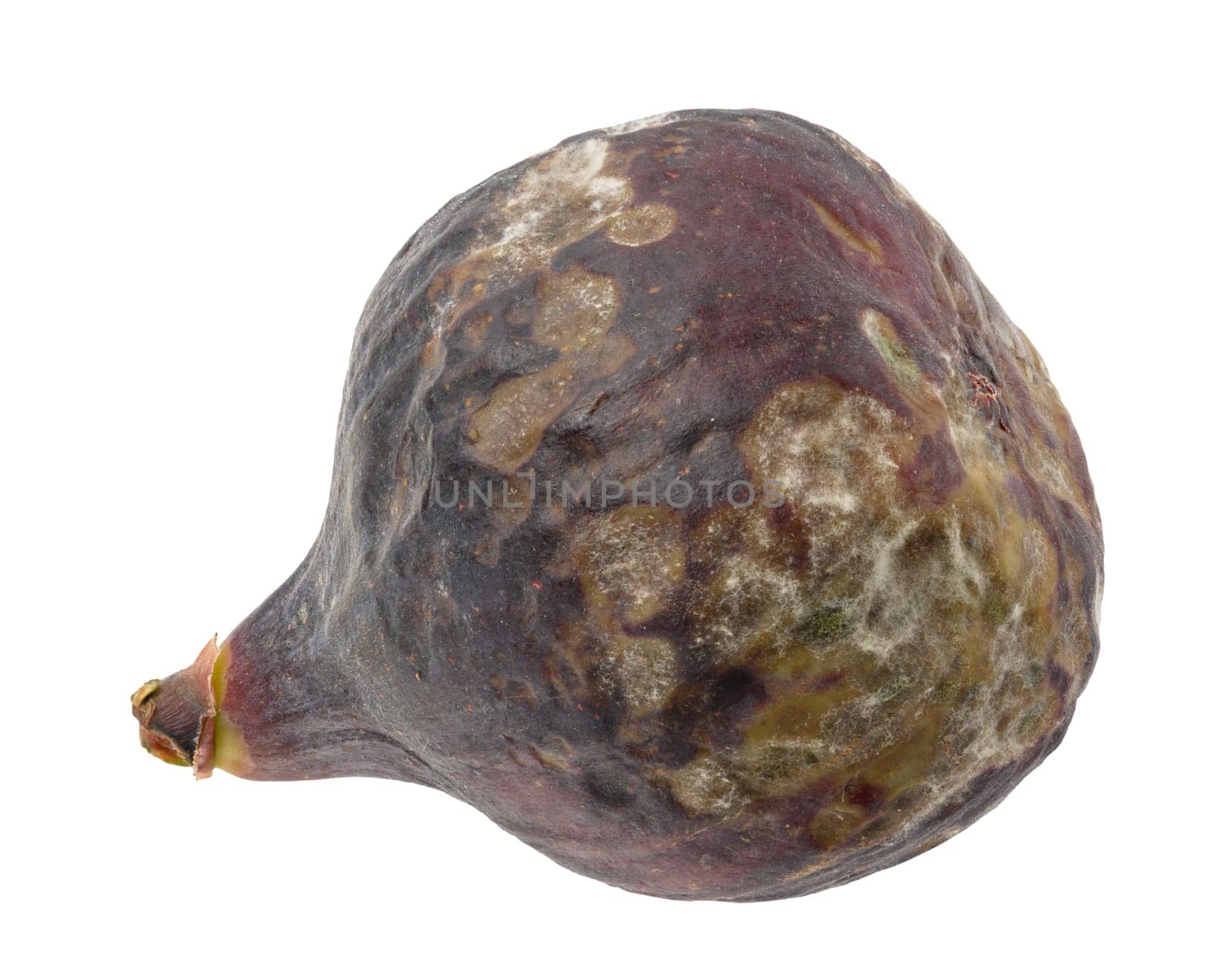 Whole ripe purple fig with mold on isolated background