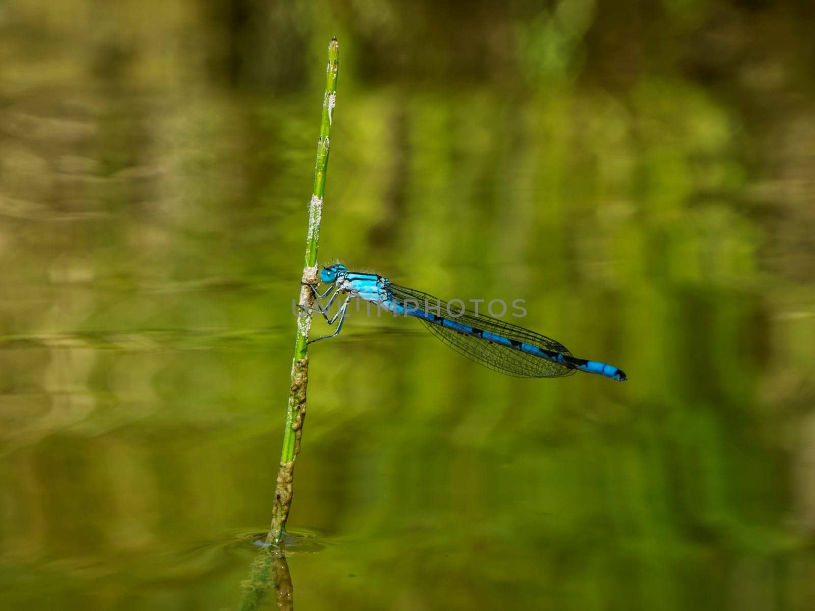 Side full body view of a horseshoe damselfly (lat: Coenagrion puella) sitting on a stem protruding vertically from the water in front of an uncluttered natural background.