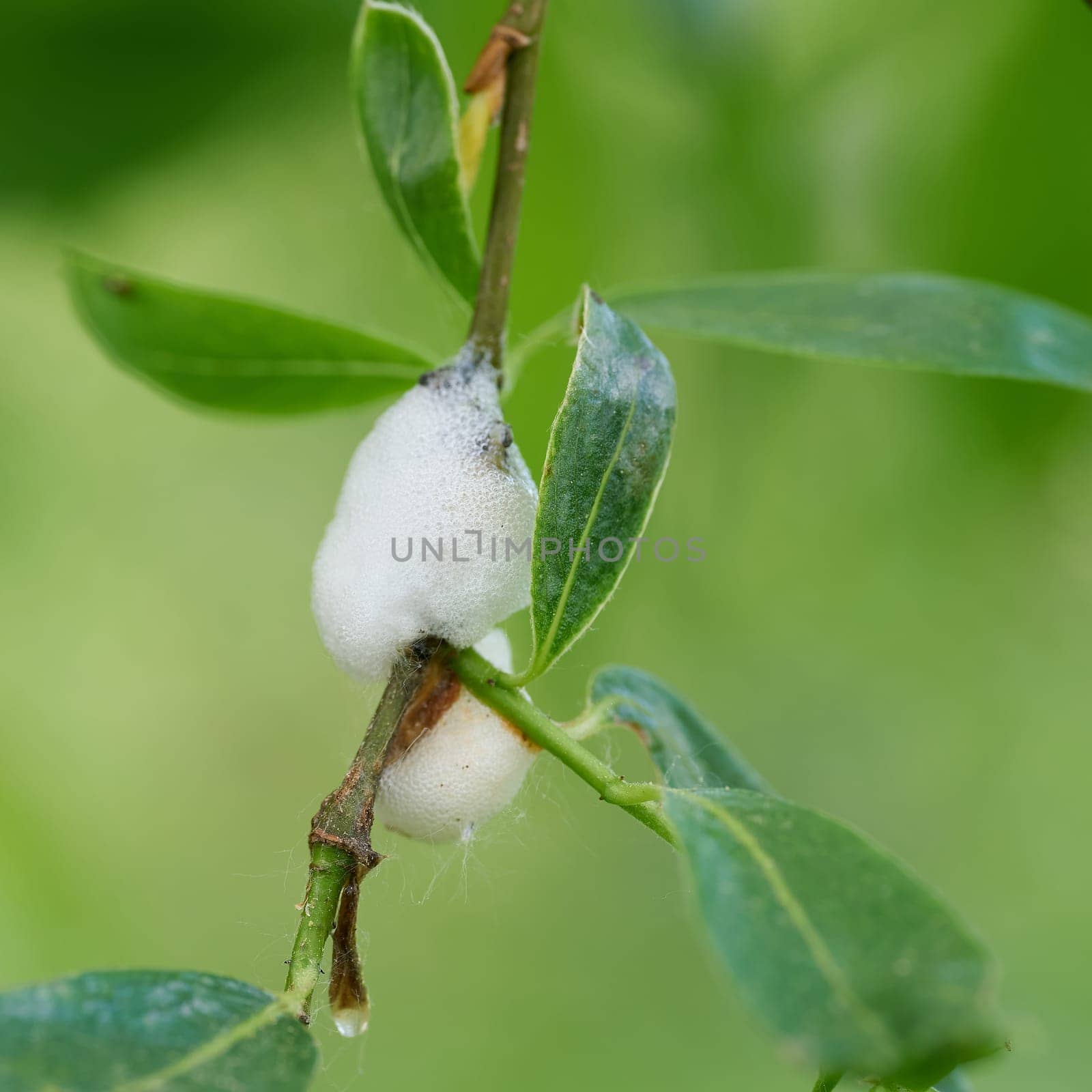 Foam nest of the brown willow spittlebug, Weidenschaumzikade, Aphrophora salicina. The larva is hidden in the foam and develops there