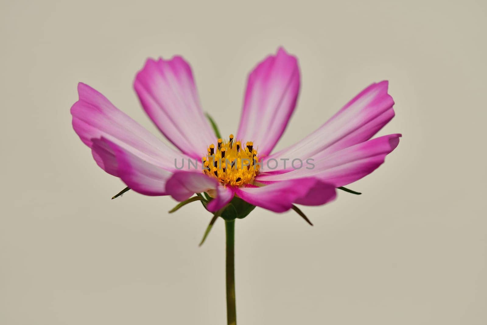 Cosmea, flower on a grey, blurred background