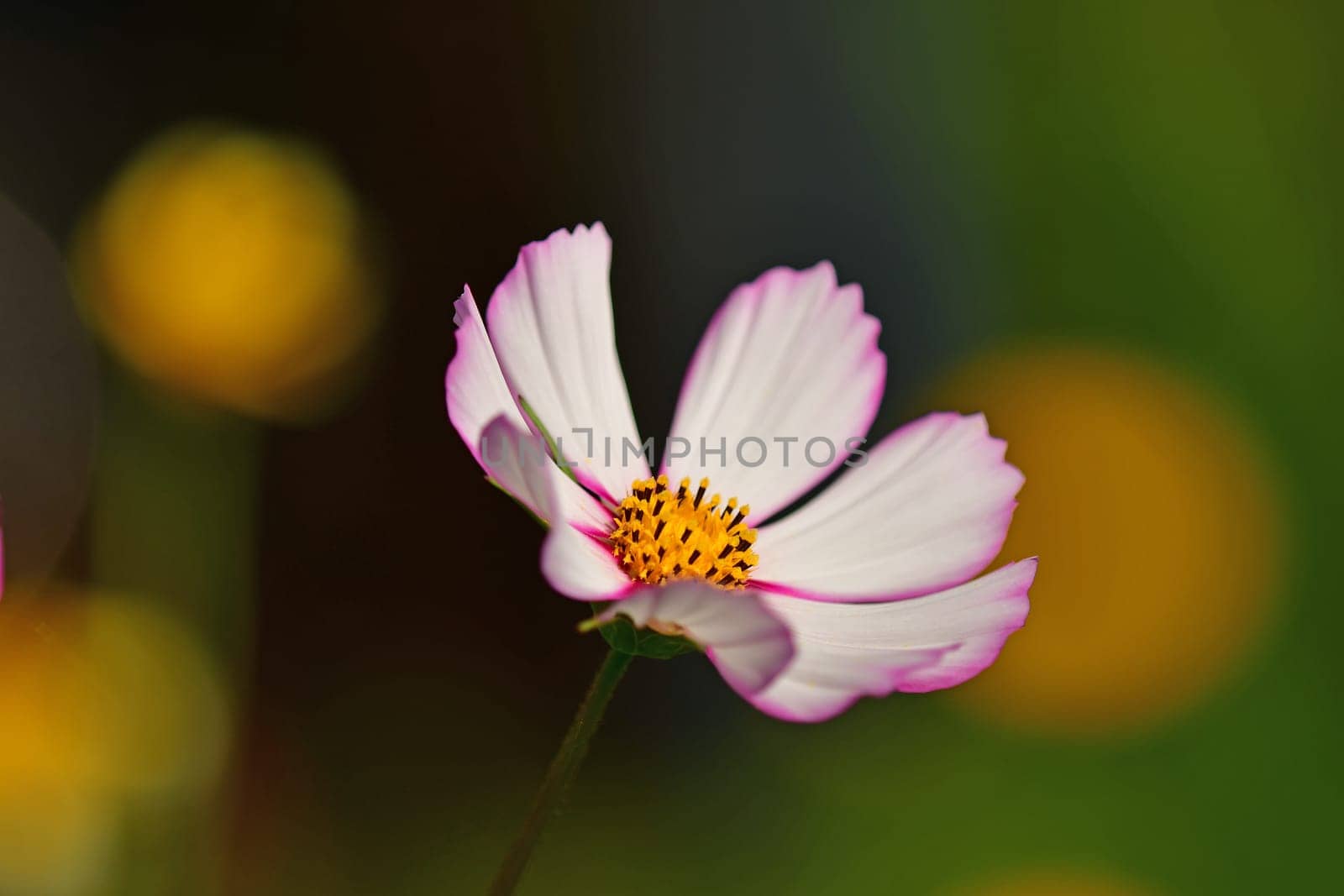 Cosmea, flower on a green, blurred background