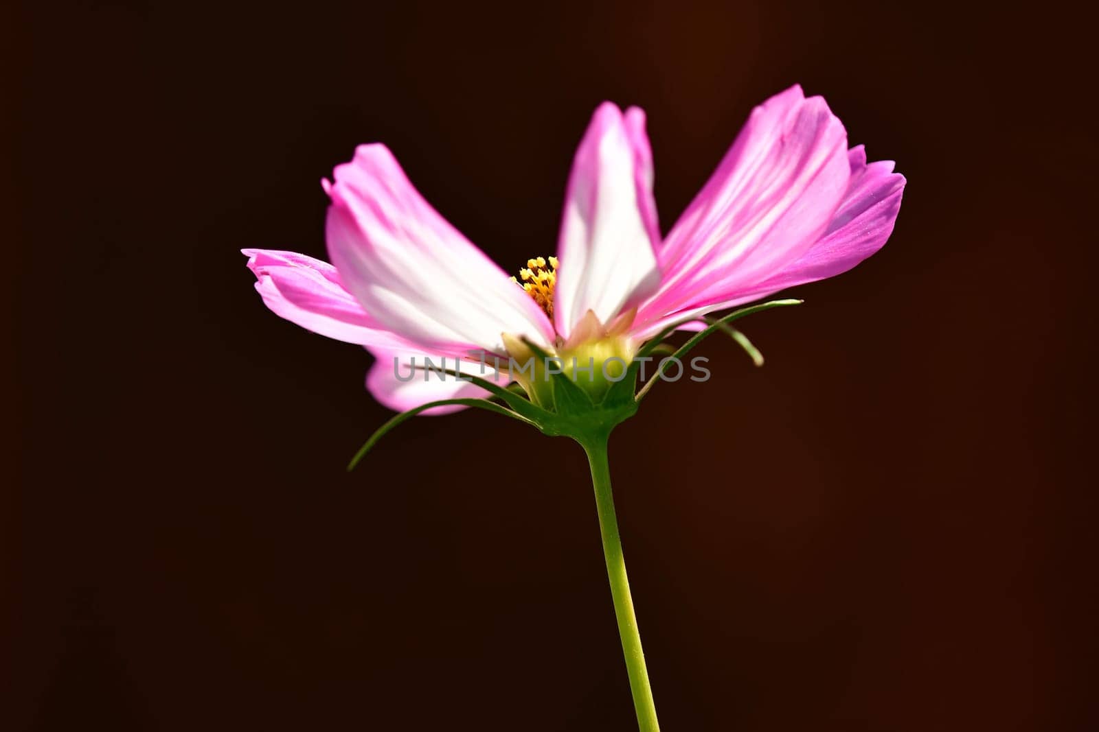 Cosmea, flower on a blurred background
