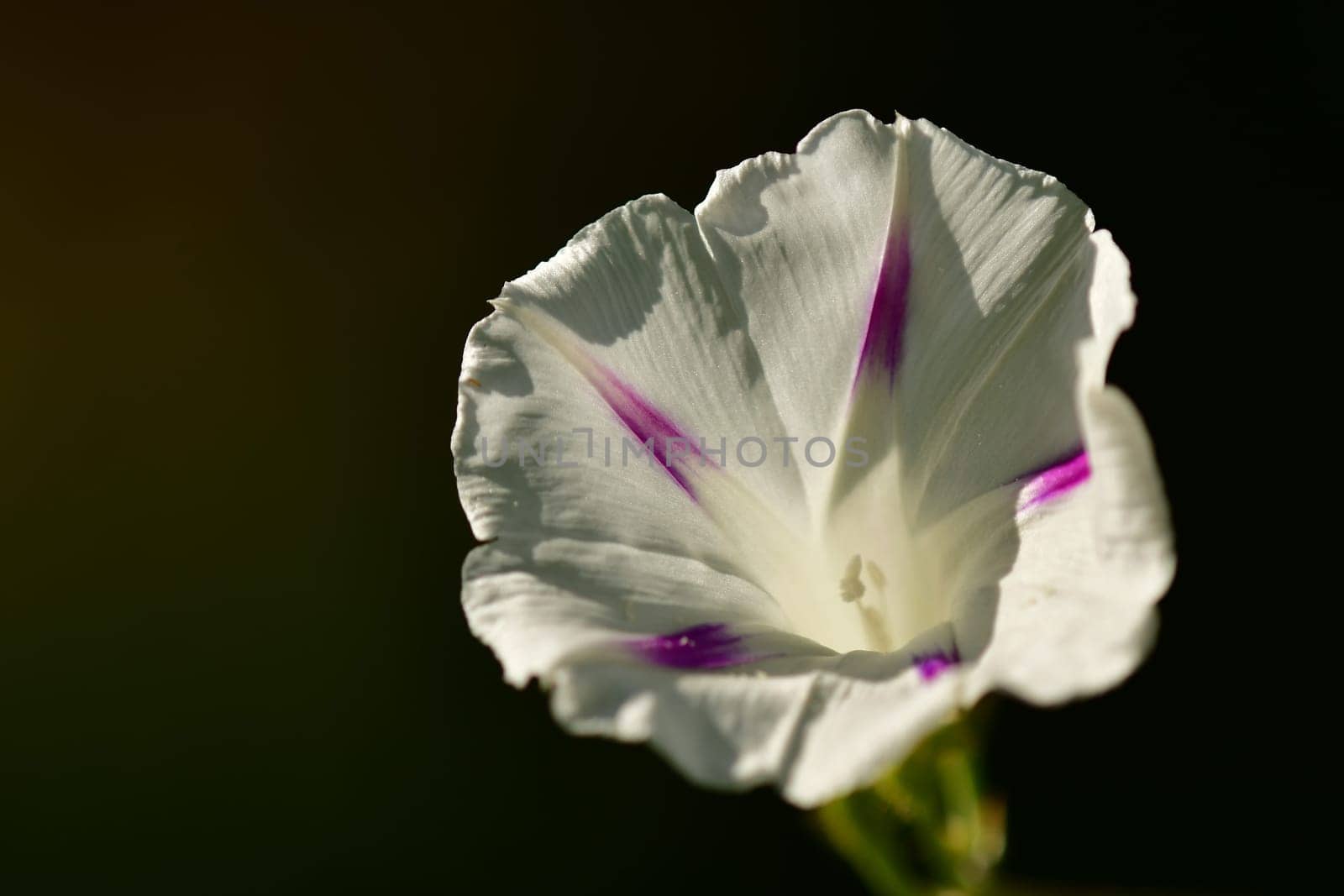 morning glory with flower, drug of the aztecs on a dark background