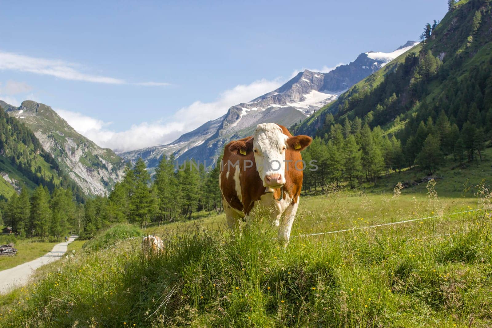 cow in Austrian Alps - High mountains of higt Tauern around Grossglockner. Austria.