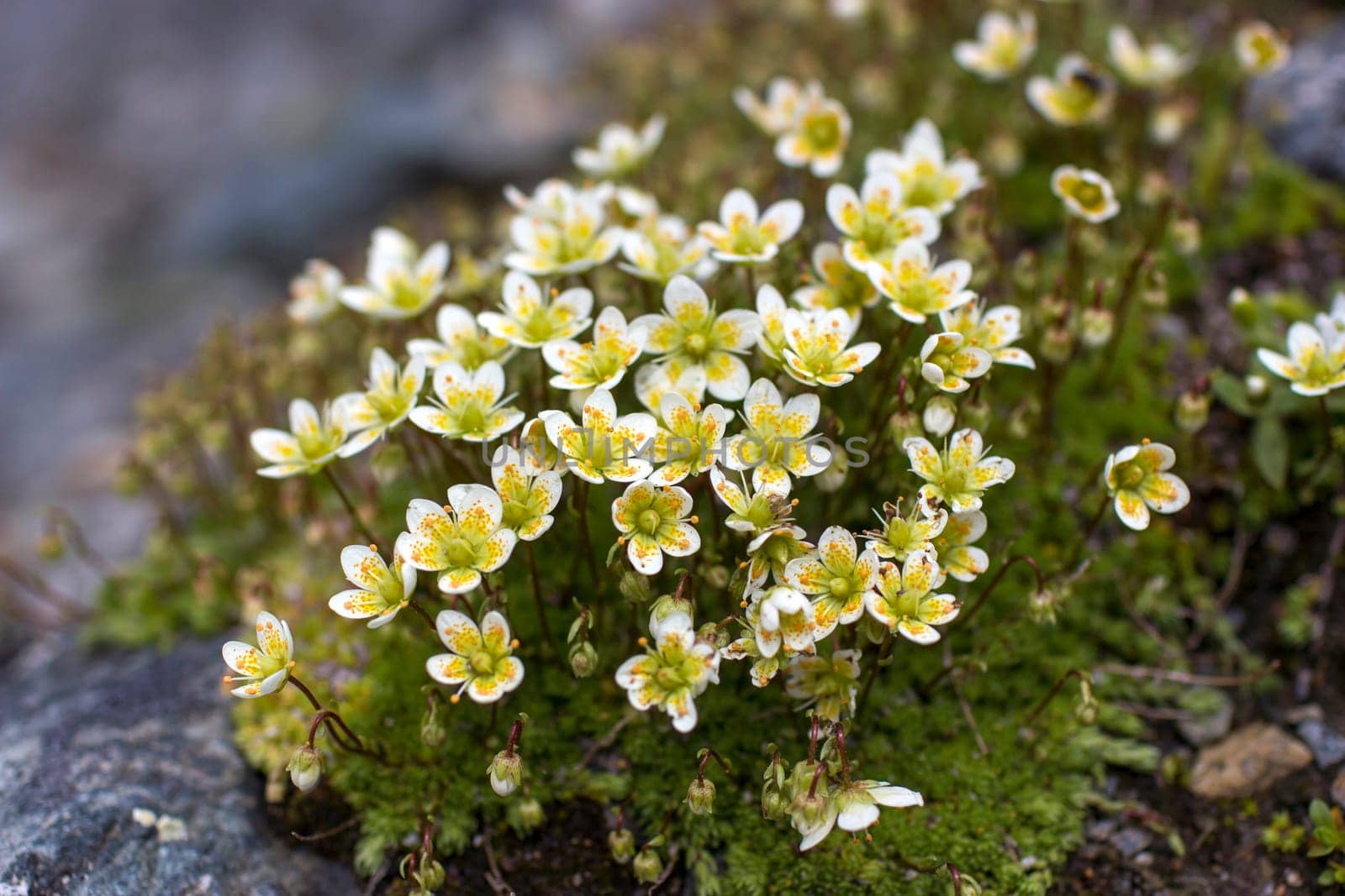 Saxifraga bryoides - Wild flowers in Alps, Austria, Europe