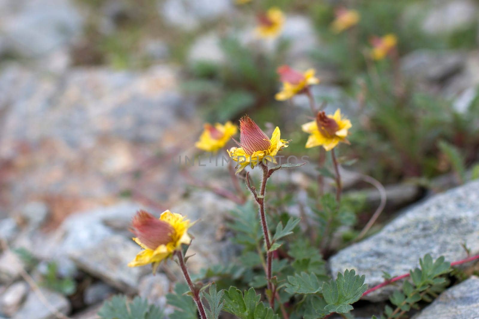 yellow flowers - Wild flowers in Alps, Austria, Europe