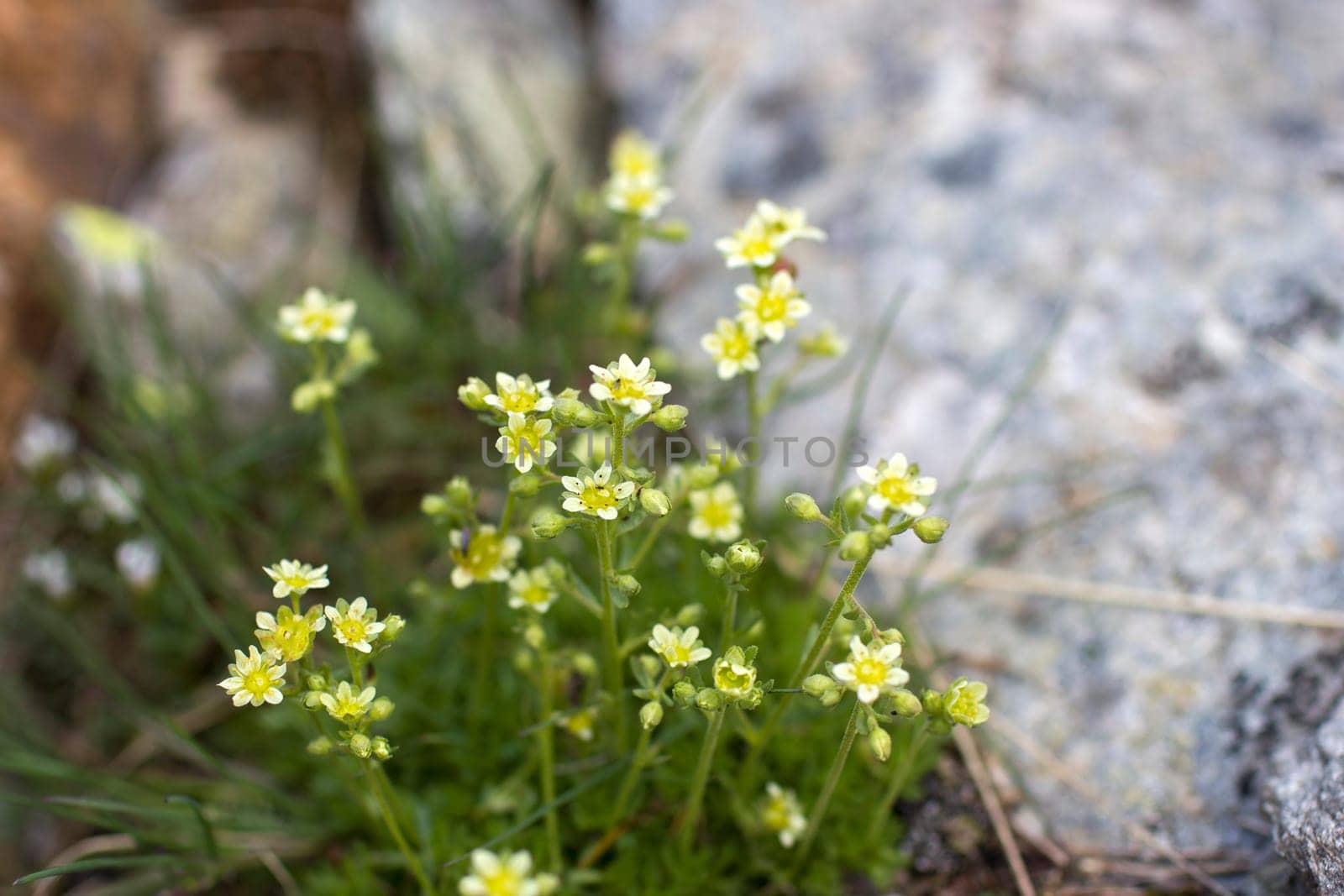 Saxifraga seguieri - Wild flowers in Alps, Austria, Europe