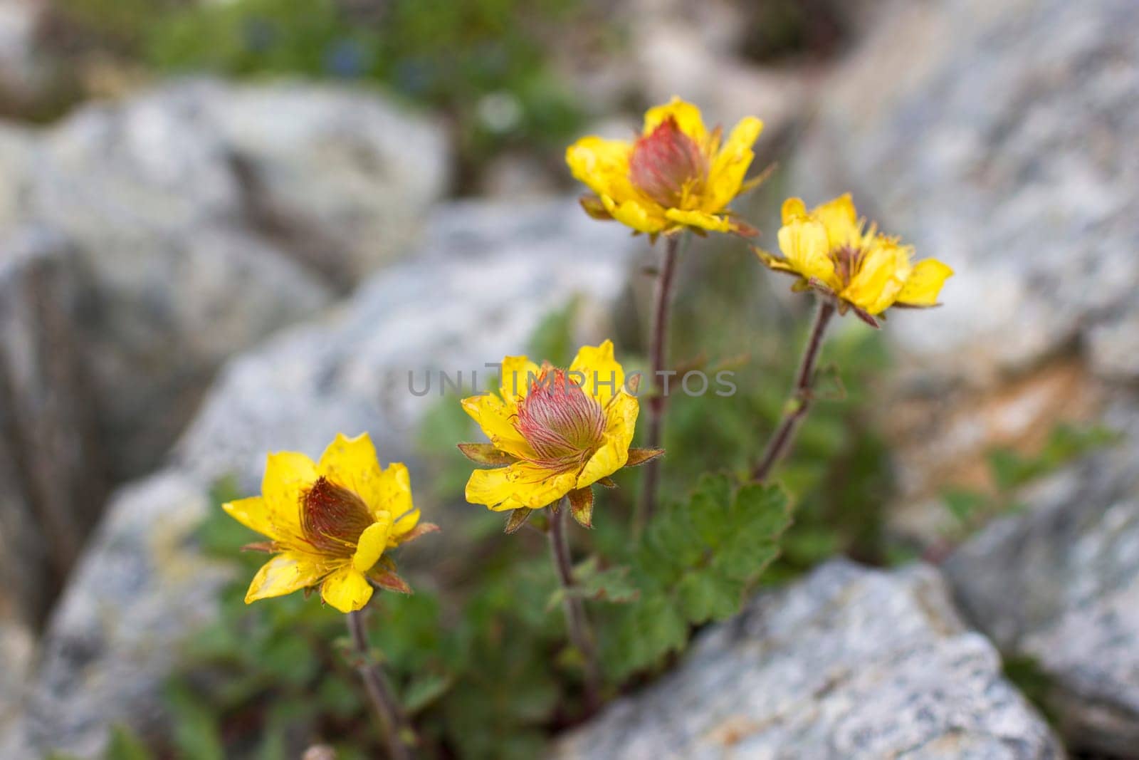 yellow flowers - Wild flowers in Alps, Austria, Europe