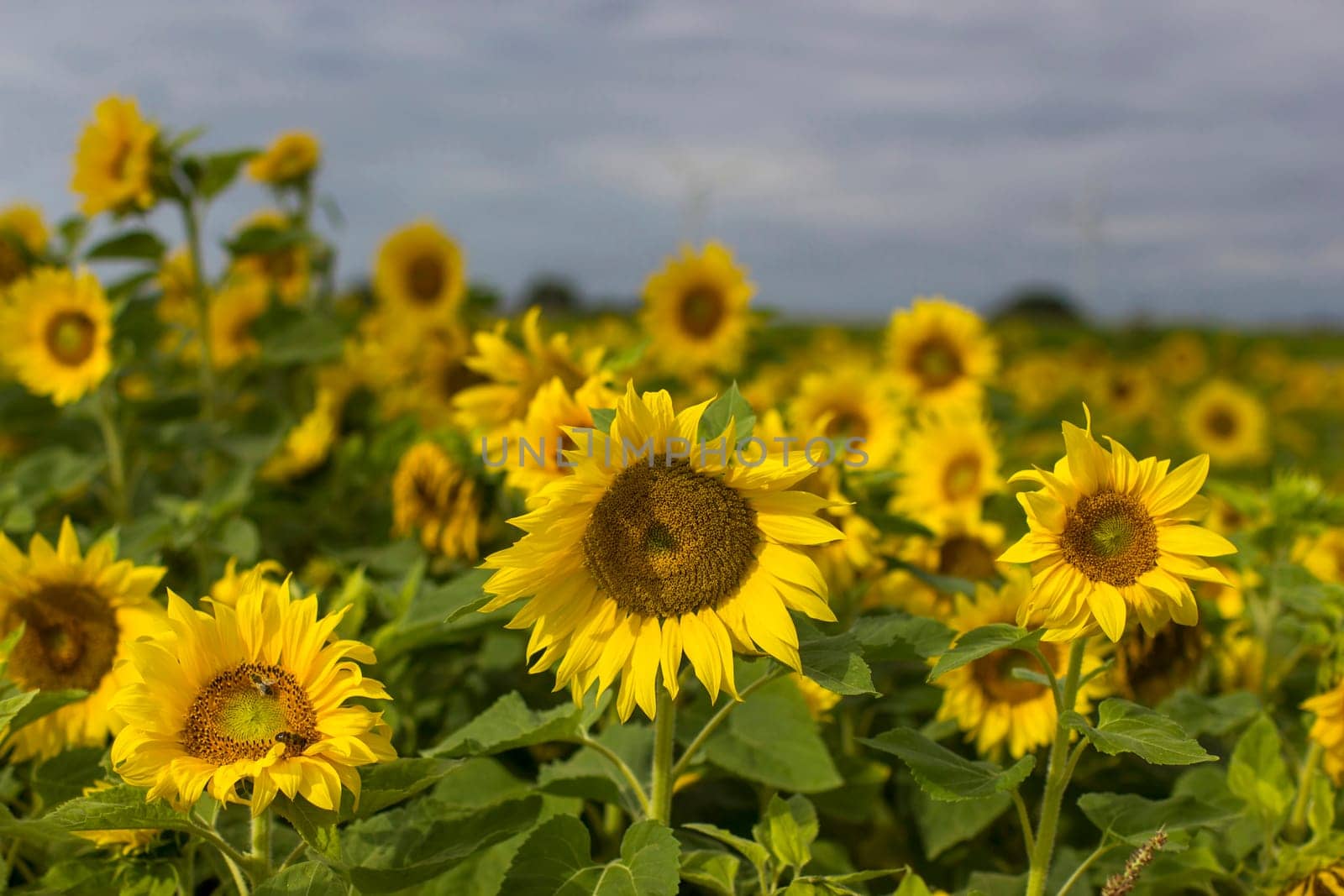 Sunflowers (helianthus) in a field - summertime