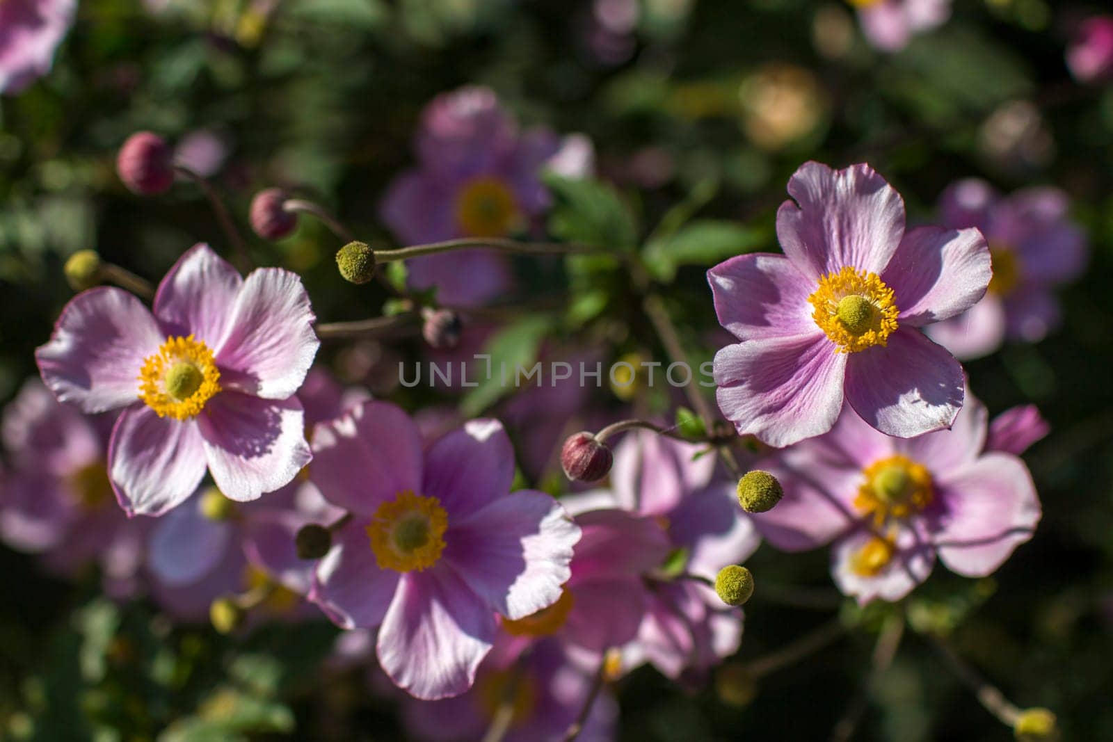 Anemone hupehensis. Commonly known as the Chinese anemone or Japanese anemone, thimbleweed, or windflower