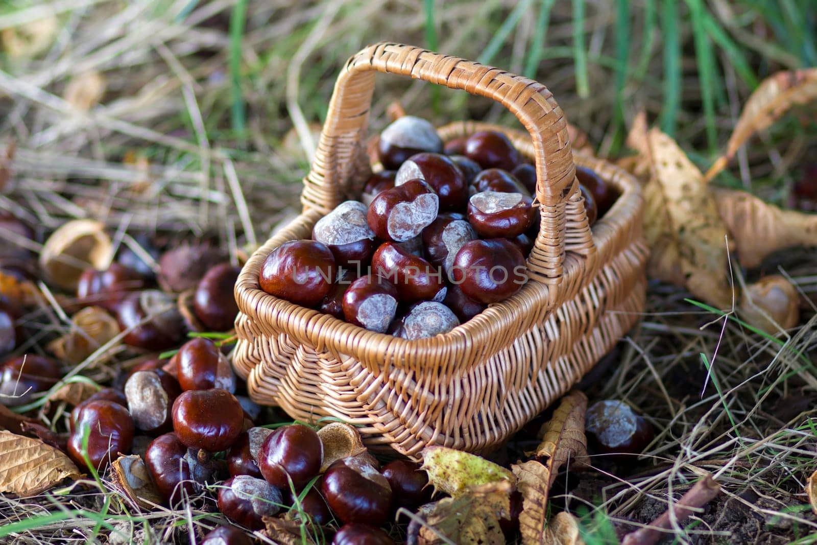 basket full of chestnuts - autum in a forest