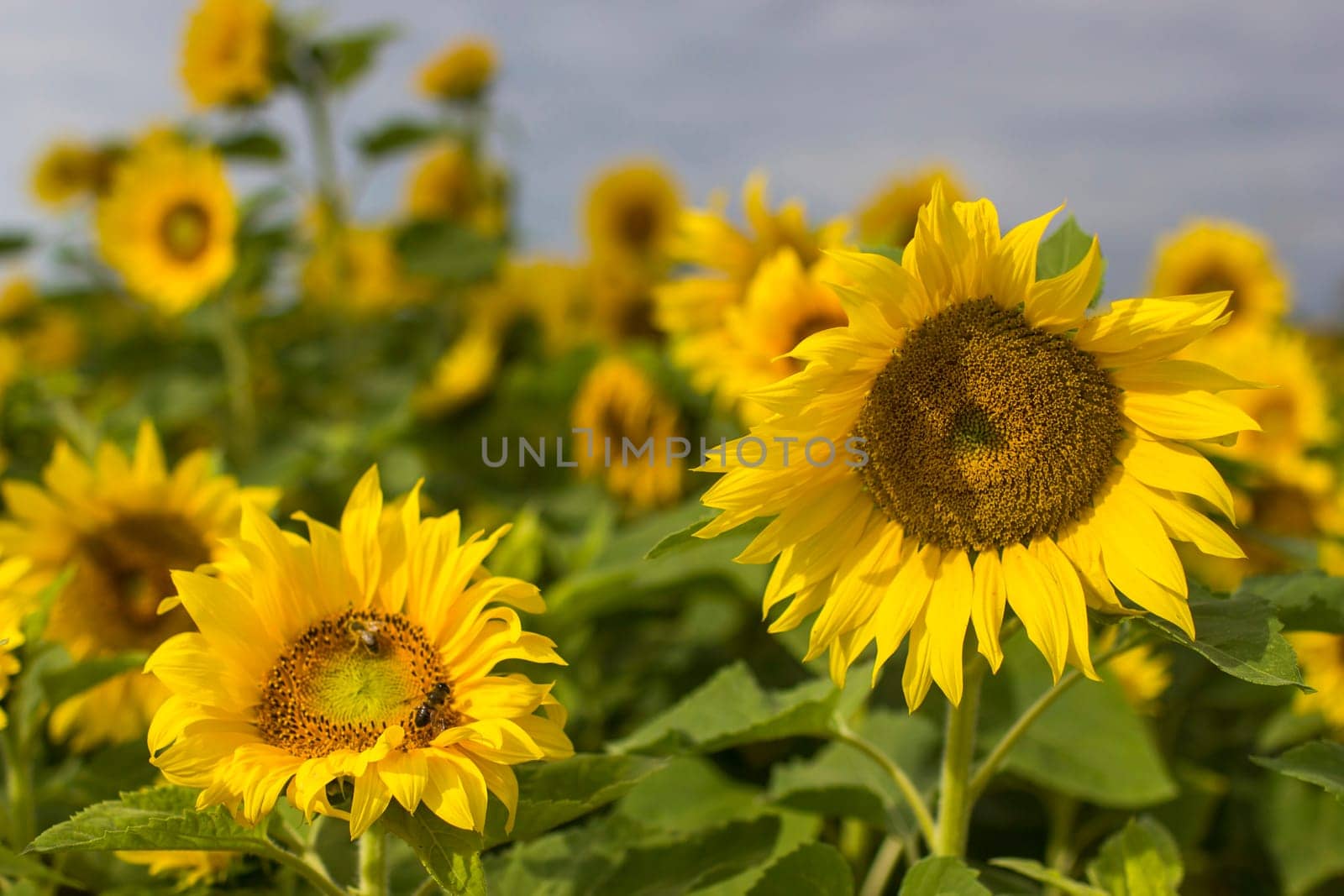 Sunflowers (helianthus) in a field - summertime