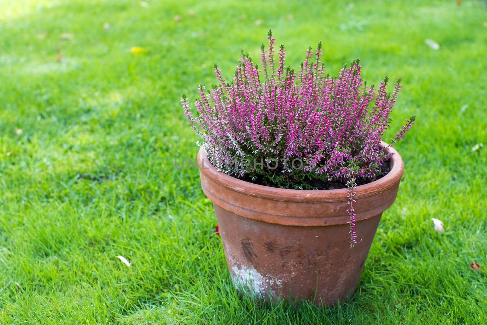 Blooming heather in a clay flower pot in the garden - close up