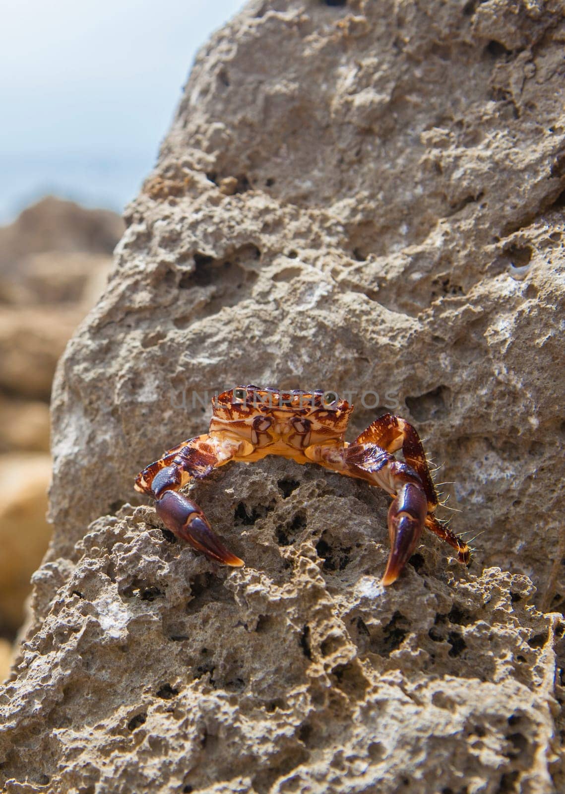 Marbled rock crab or pachygrapsus marmoratus. Magoito Coast, Portugal
