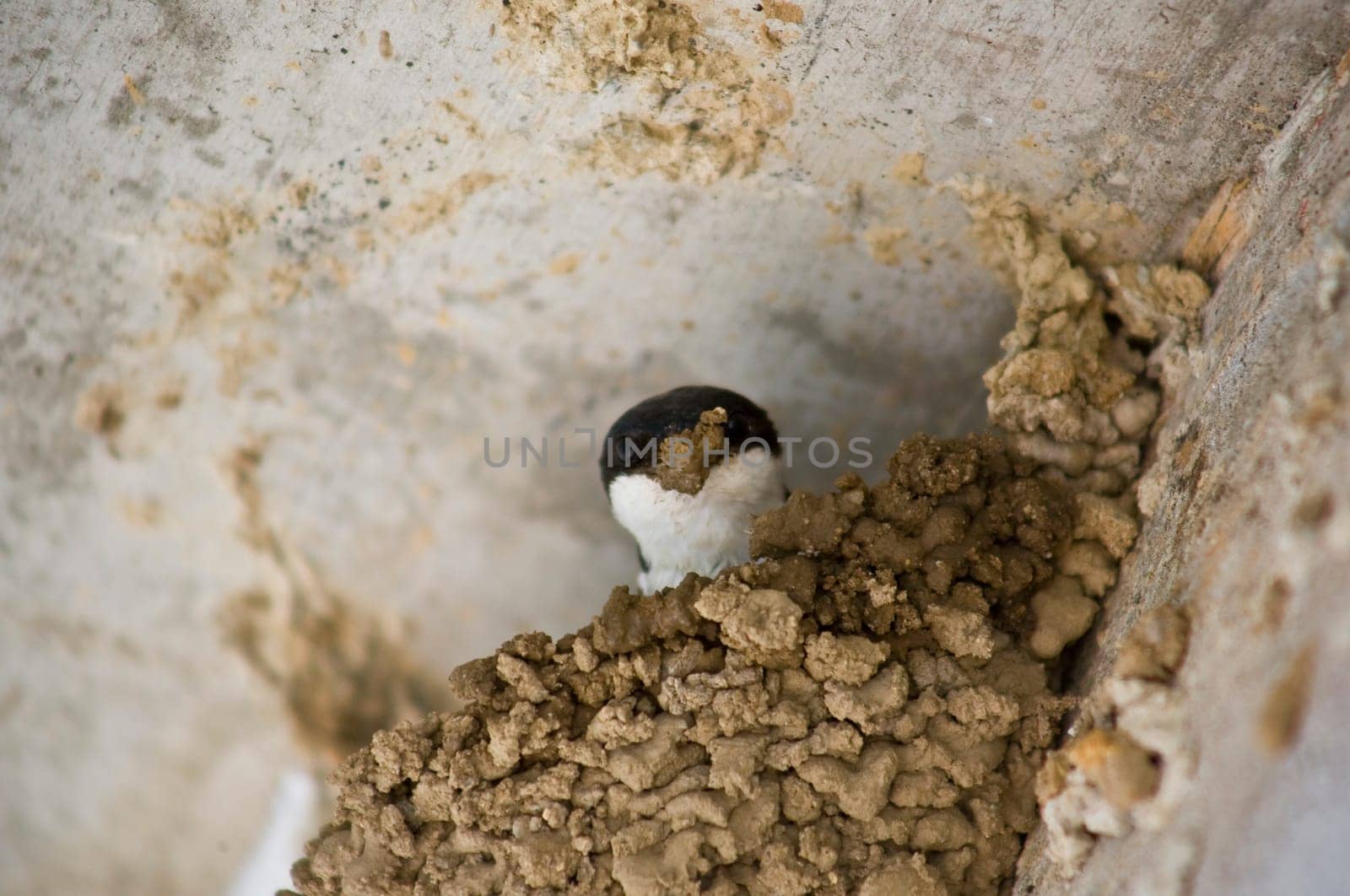 Western house martin building his nest. Block of flats building