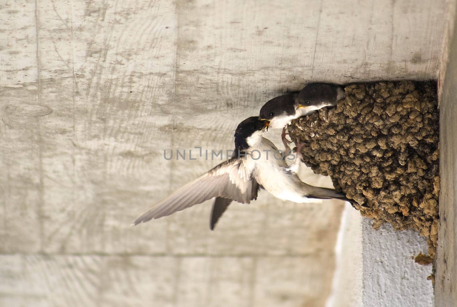 Mother feeding her chicks. Western house martin or Delichon urbicum