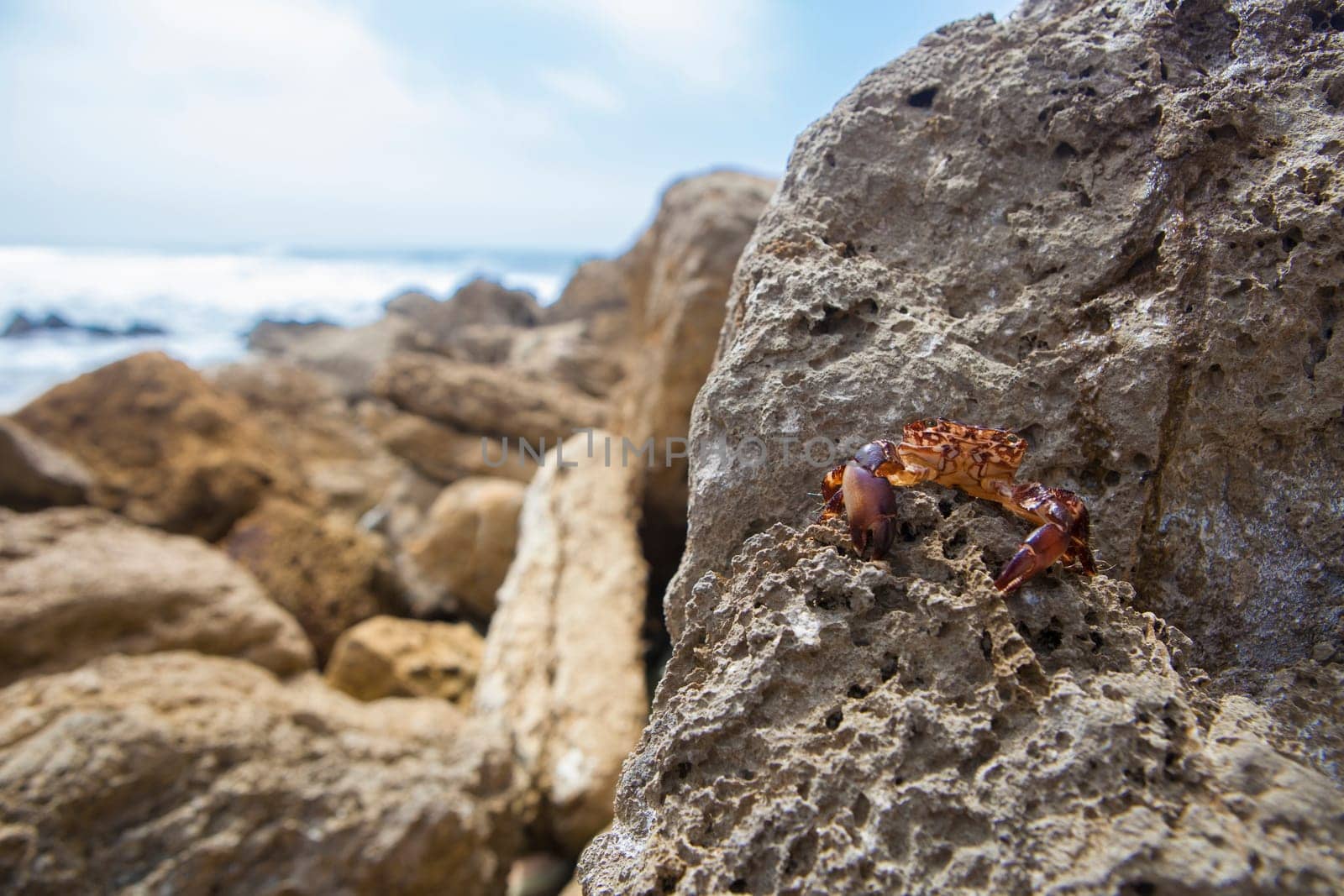 Marbled rock crab or pachygrapsus marmoratus. Magoito Coast, Portugal