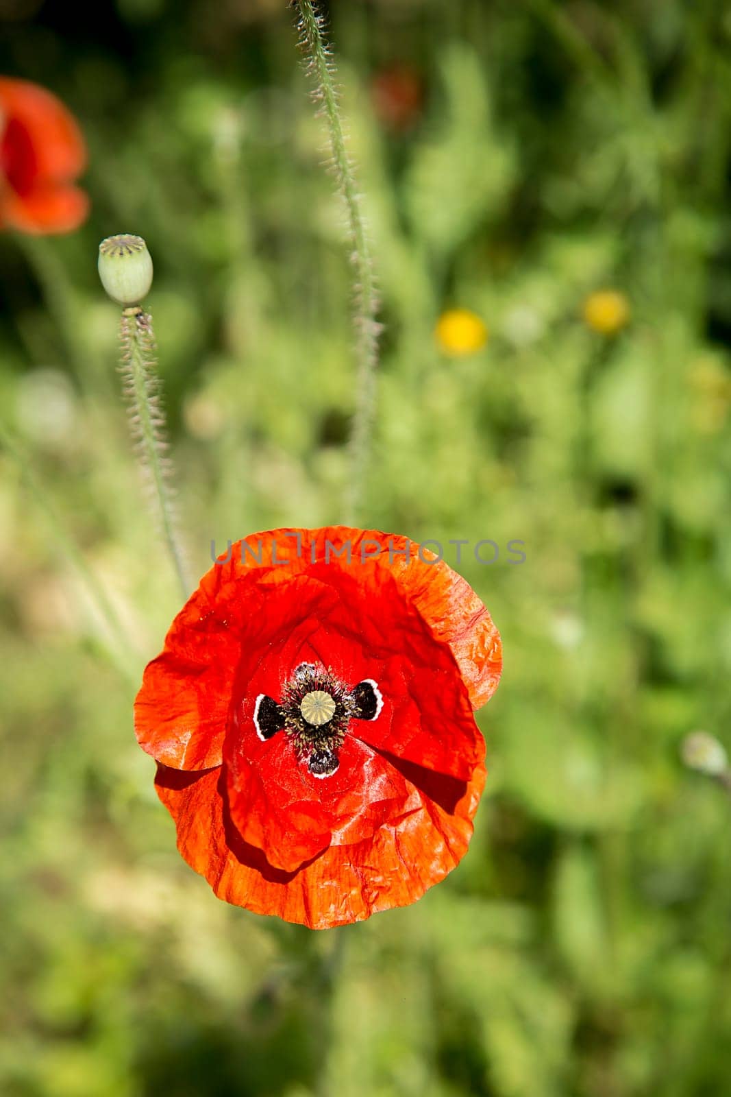 A bright red poppy flower (Papáver) in full bloom against a background of greenery