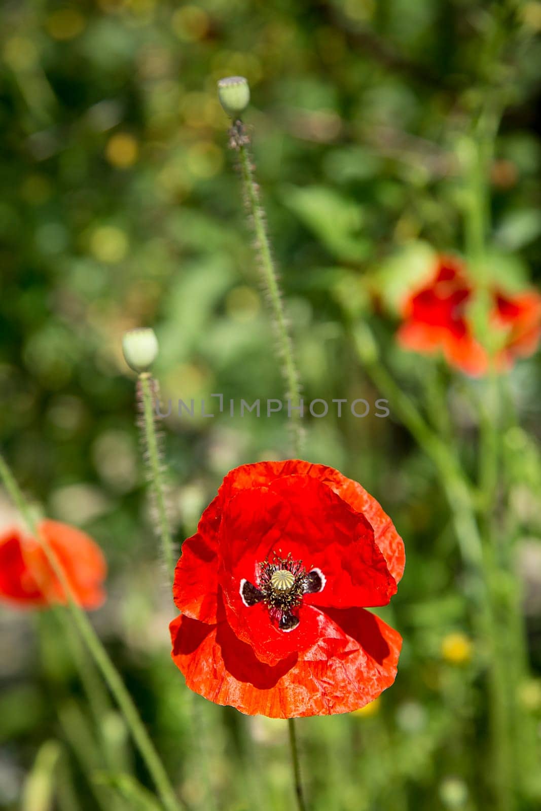A bright red poppy flower (Papáver) blooms under the sunlight in the garden