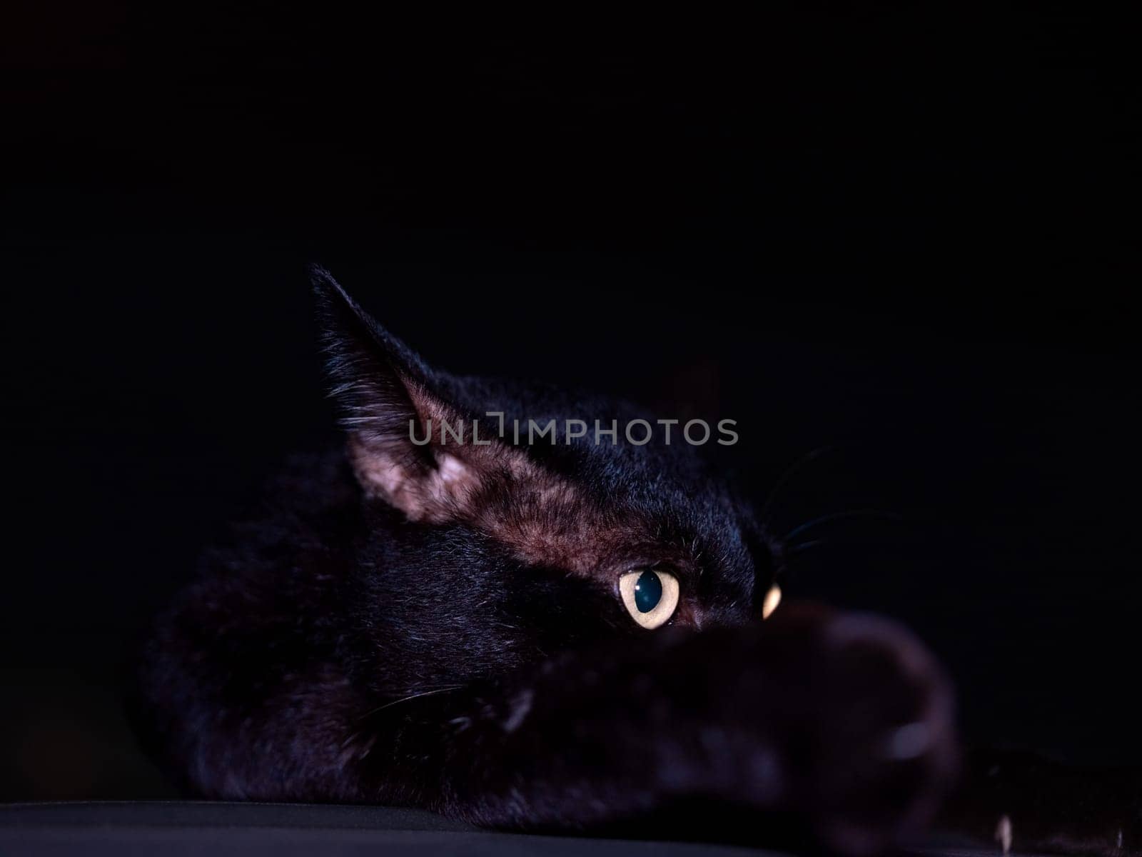 Portrait of a cute black cat on the car .
