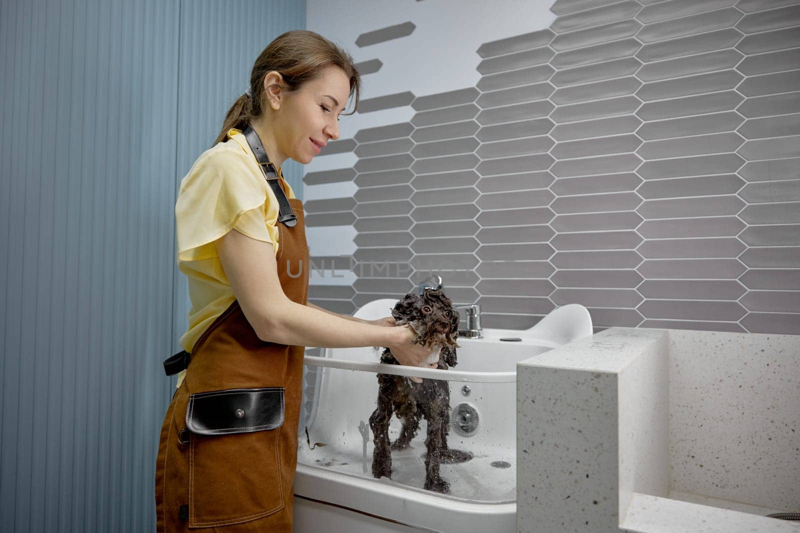 Cute fluffy dog getting hygiene shower in glass sink at pet salon. Female vet using hair care products for washing puppy