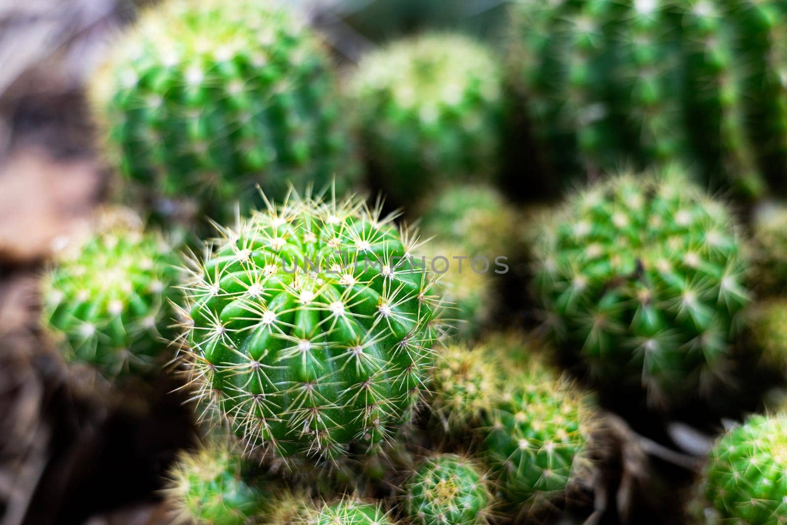 Close up of top view of cactus with copy space background.