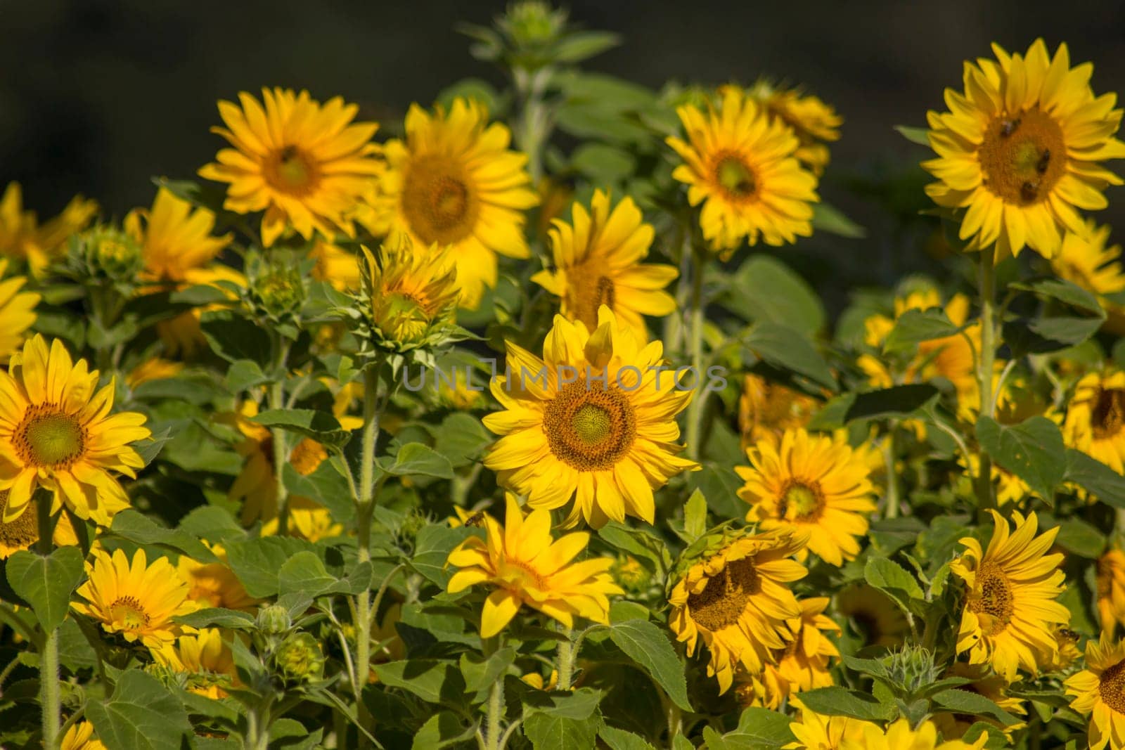 Sunflowers (helianthus) in a field - summertime