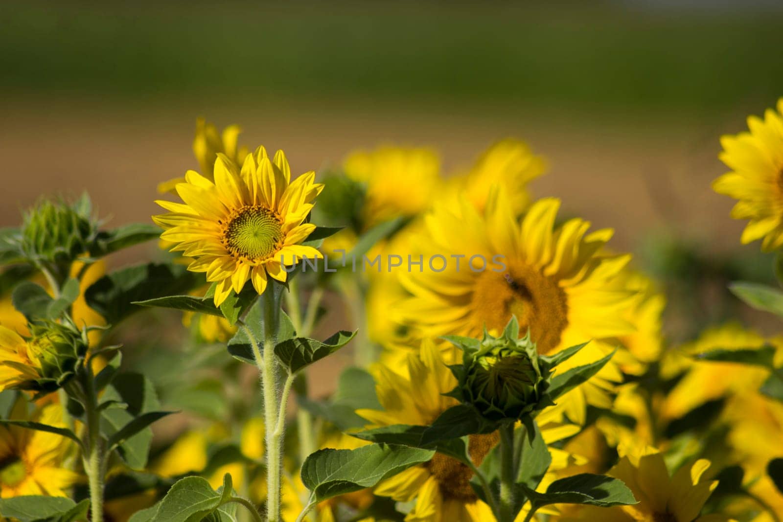 Sunflowers (heliantus) in a field - summertime