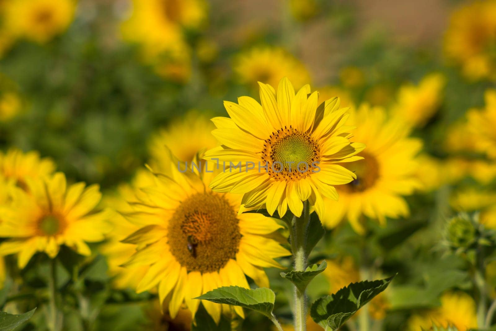 Sunflowers (helianthus) in a field - summertime