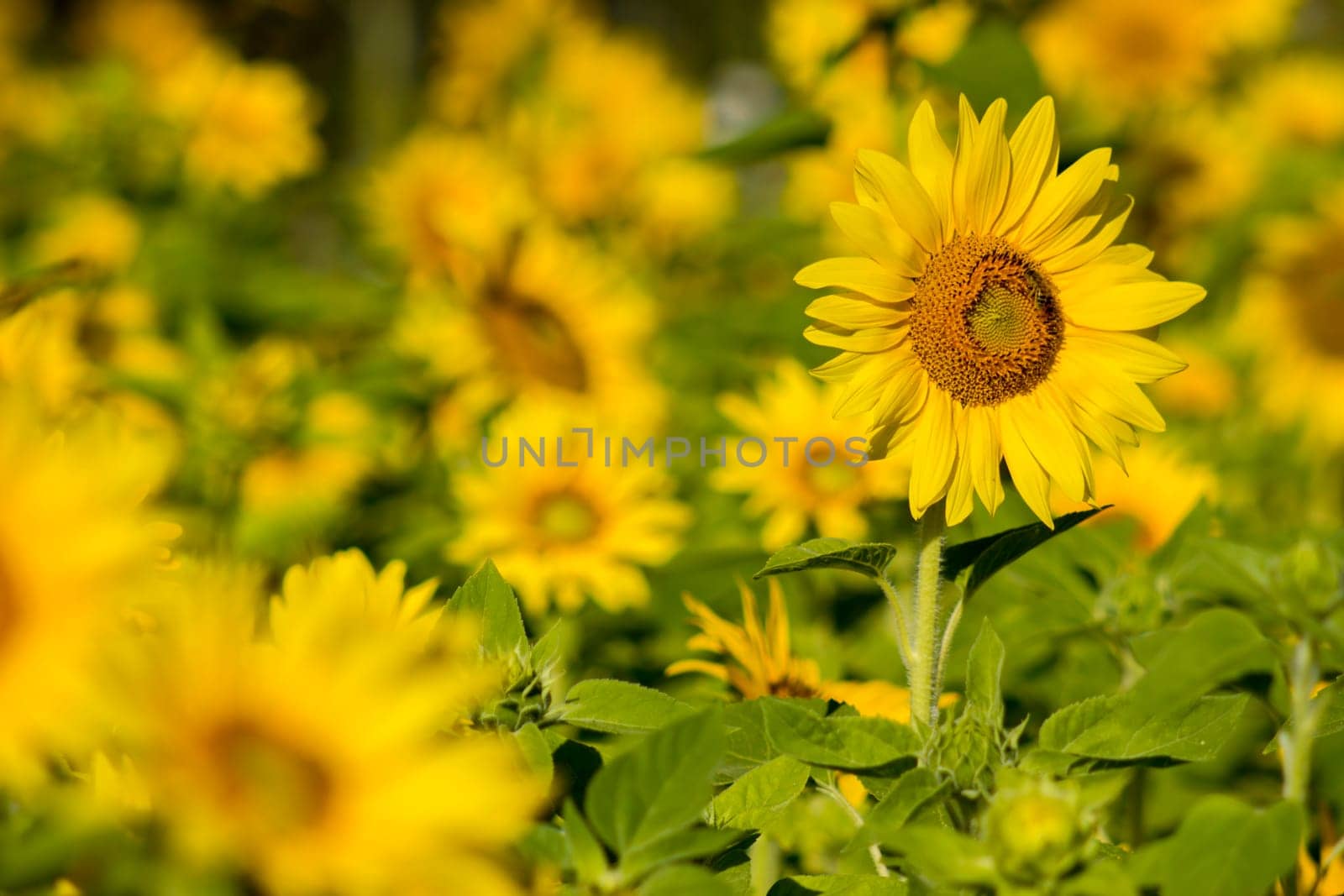 Sunflowers (helianthus) in a field - summertime