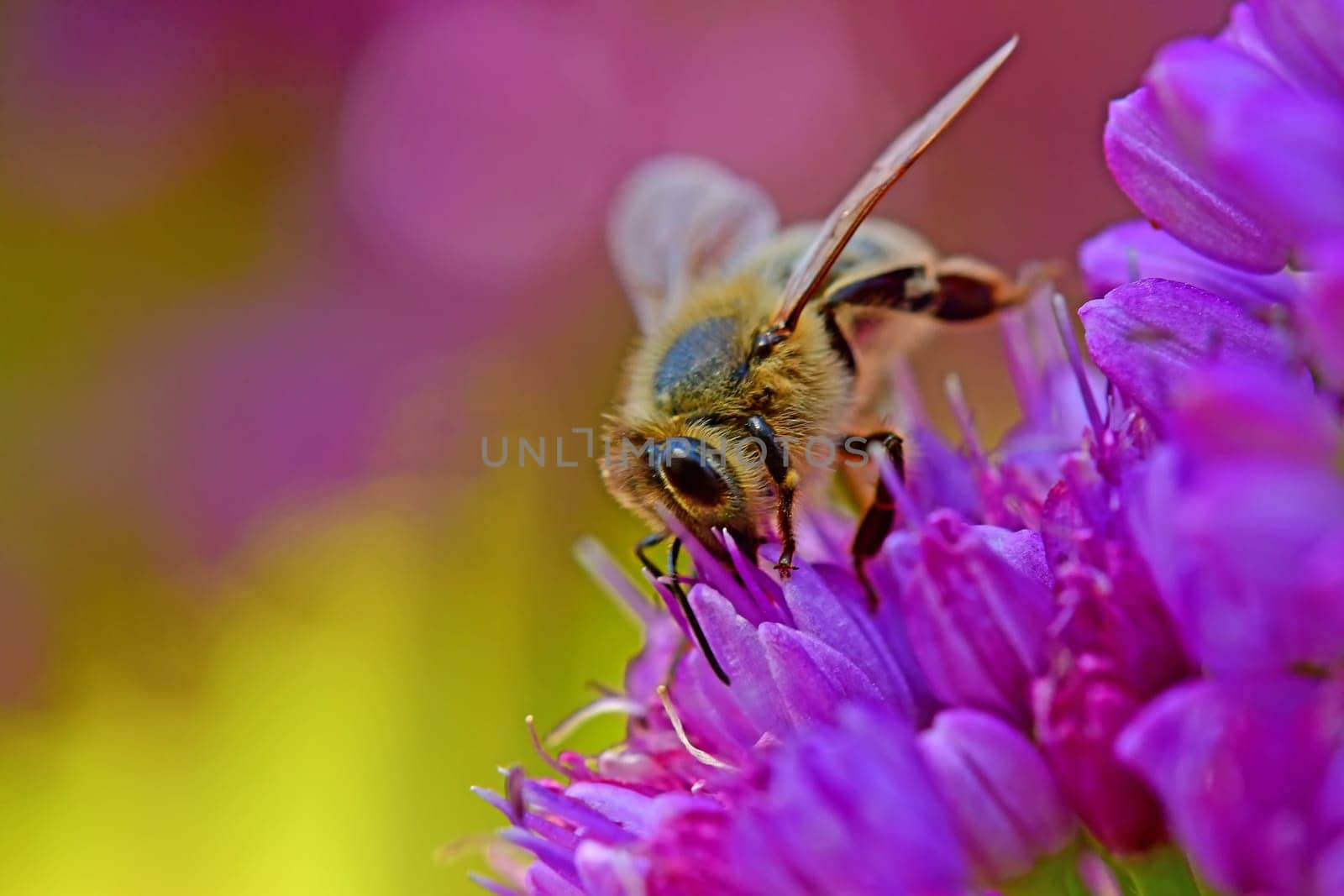 bee on flower of an Allium