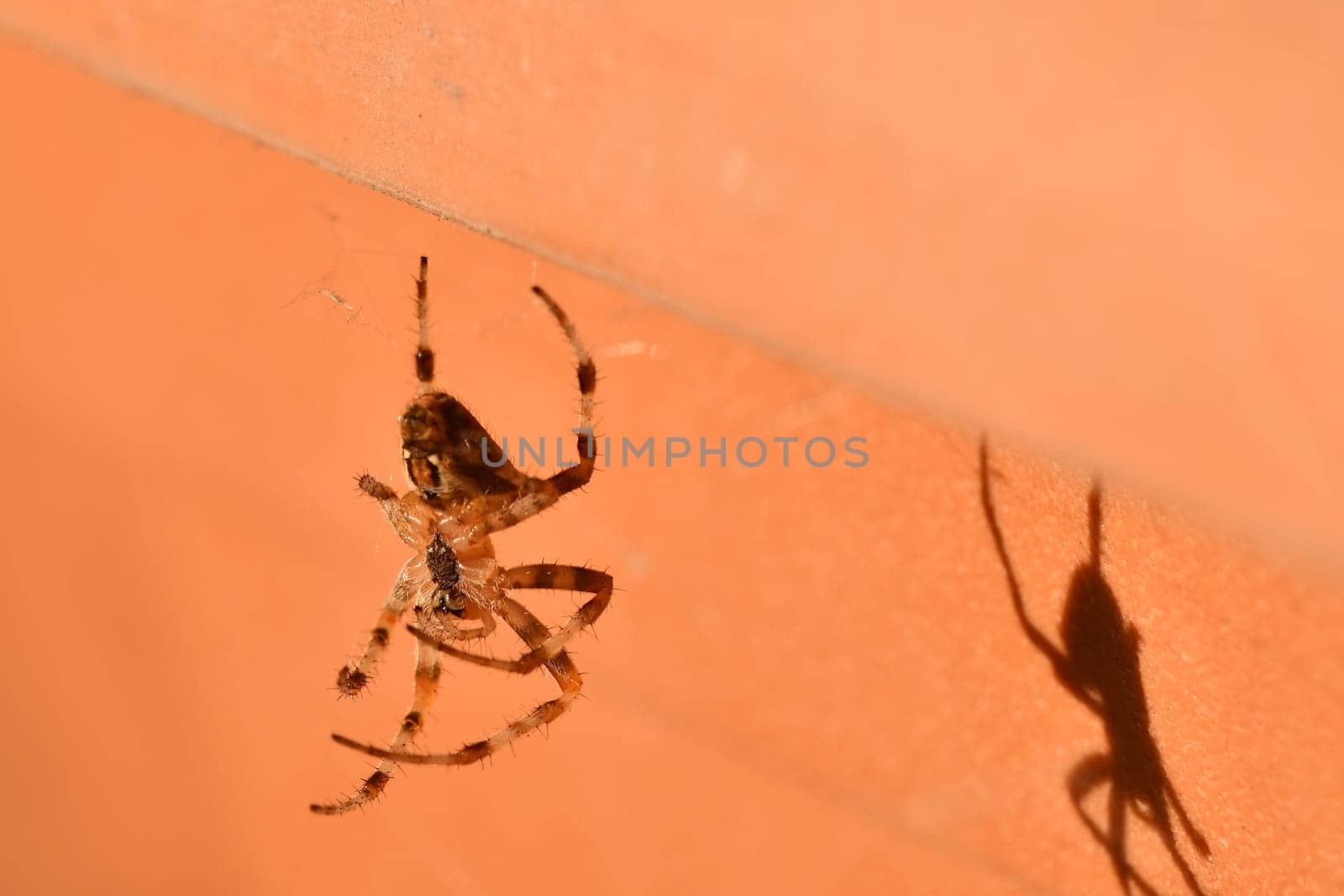 female garden spider on empty orange background