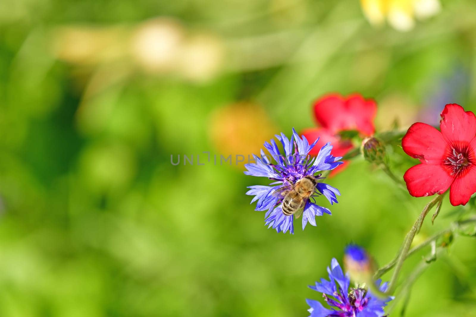 cornflower with bee and linseed flowers