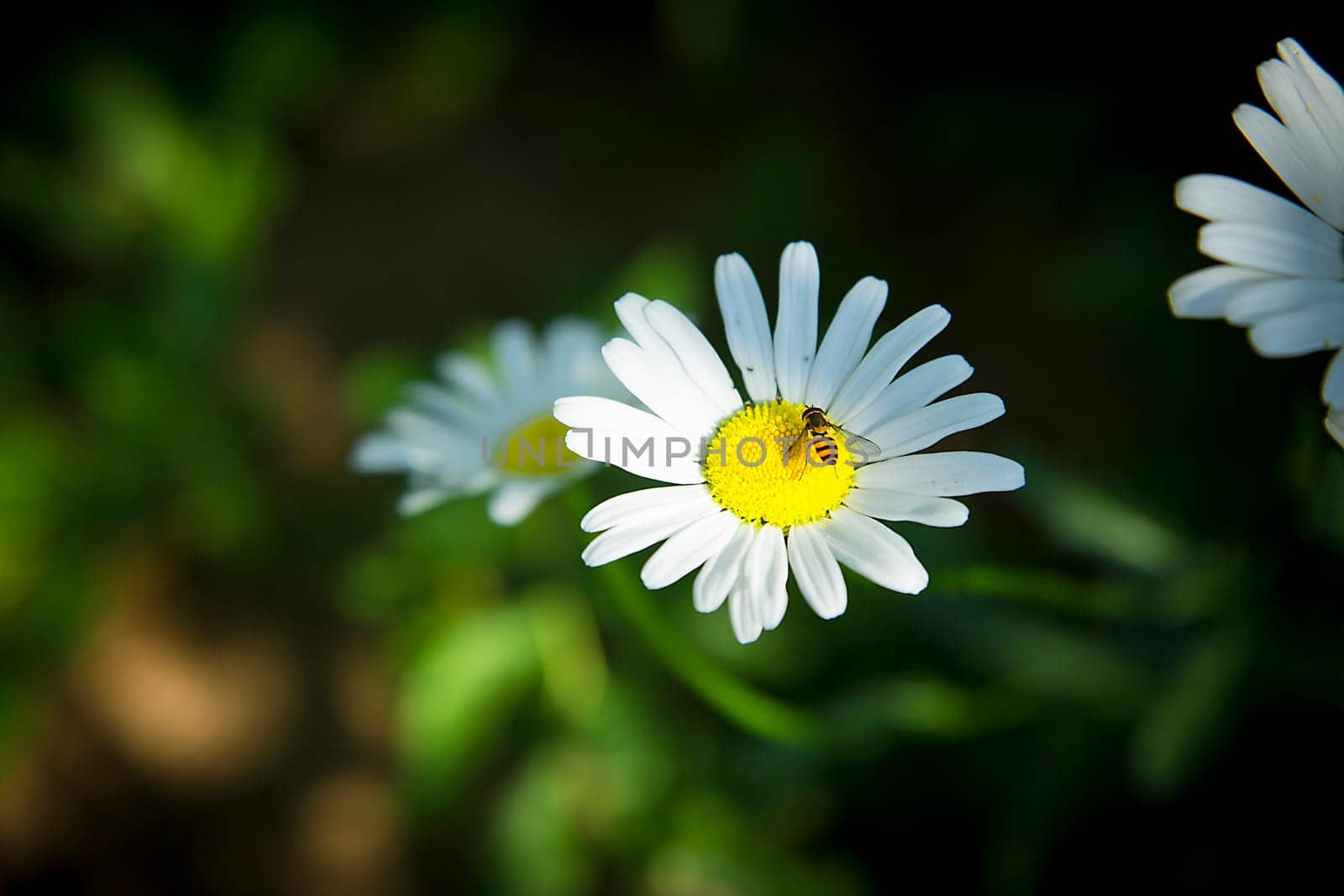 A white daisy blooming in the garden with an insect on a flower in spring close-up