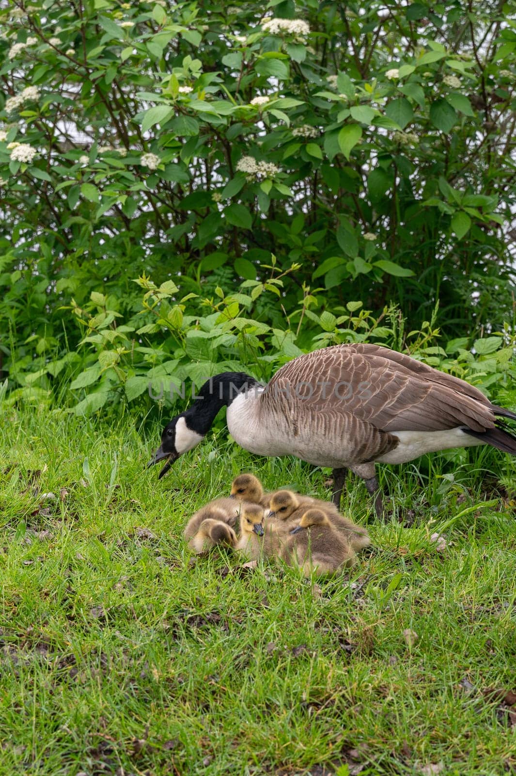 Family of Canada geese ( Branta canadensis ) with goslings in green grass in the nature