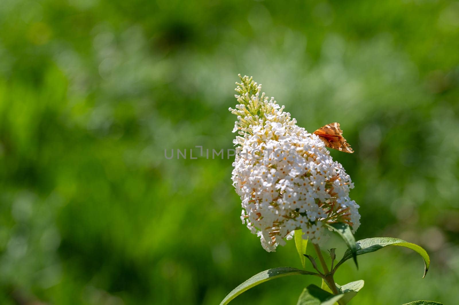 Bottom of Butterfly "Russian Bear"" ( Euplagia quadripunctaria ) on white buddleia in green nature"