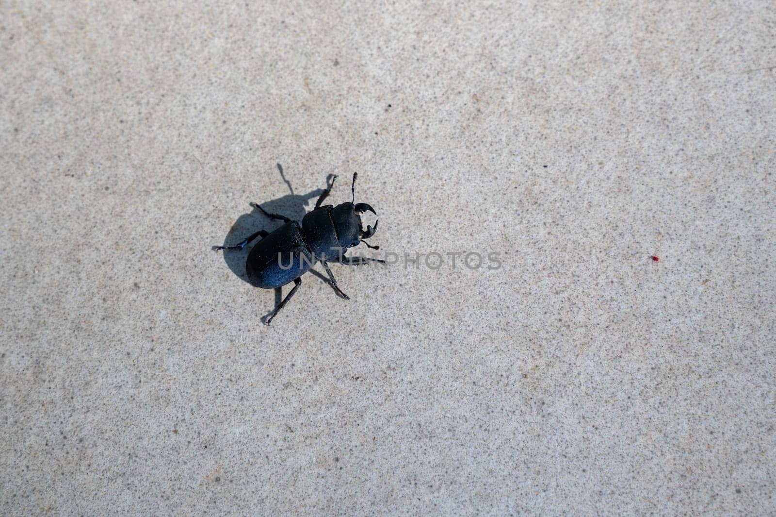 A bark beetle (Dorcus parallelipipedus), also known as the dwarf stag beetle, on patio tiles