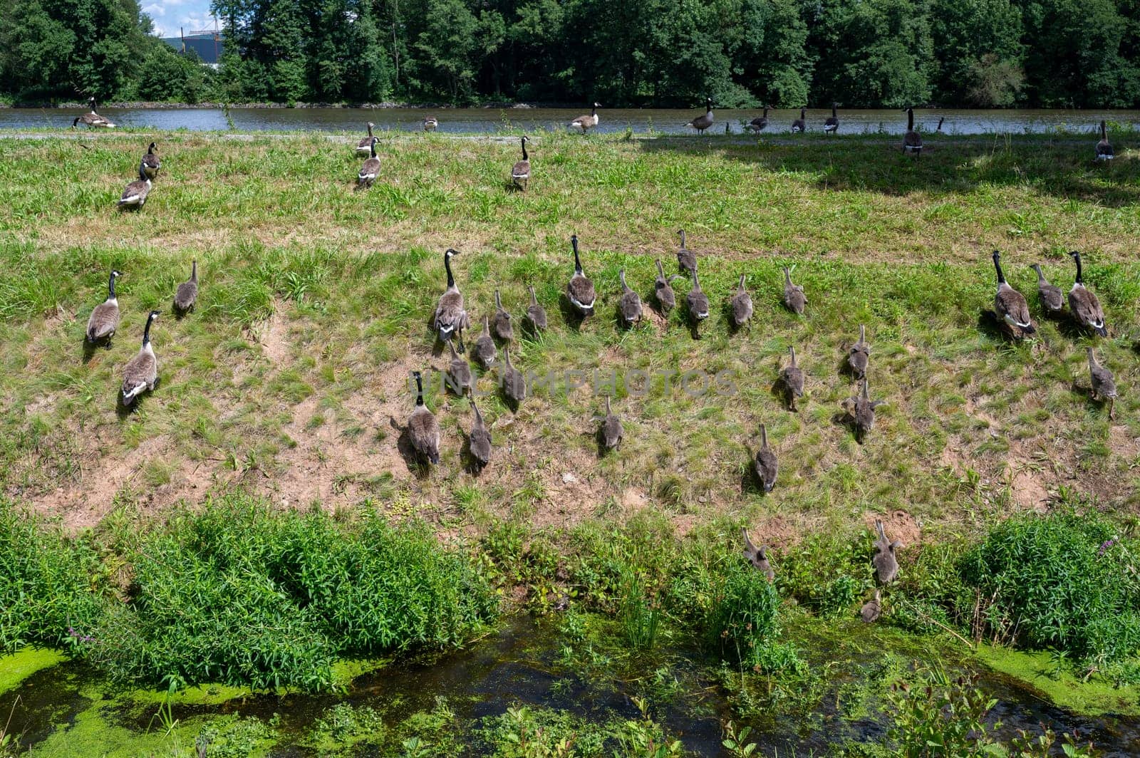 Some Canada geese ( Branta canadensis ) and their chicks run up a slope in a meadow on the river bank