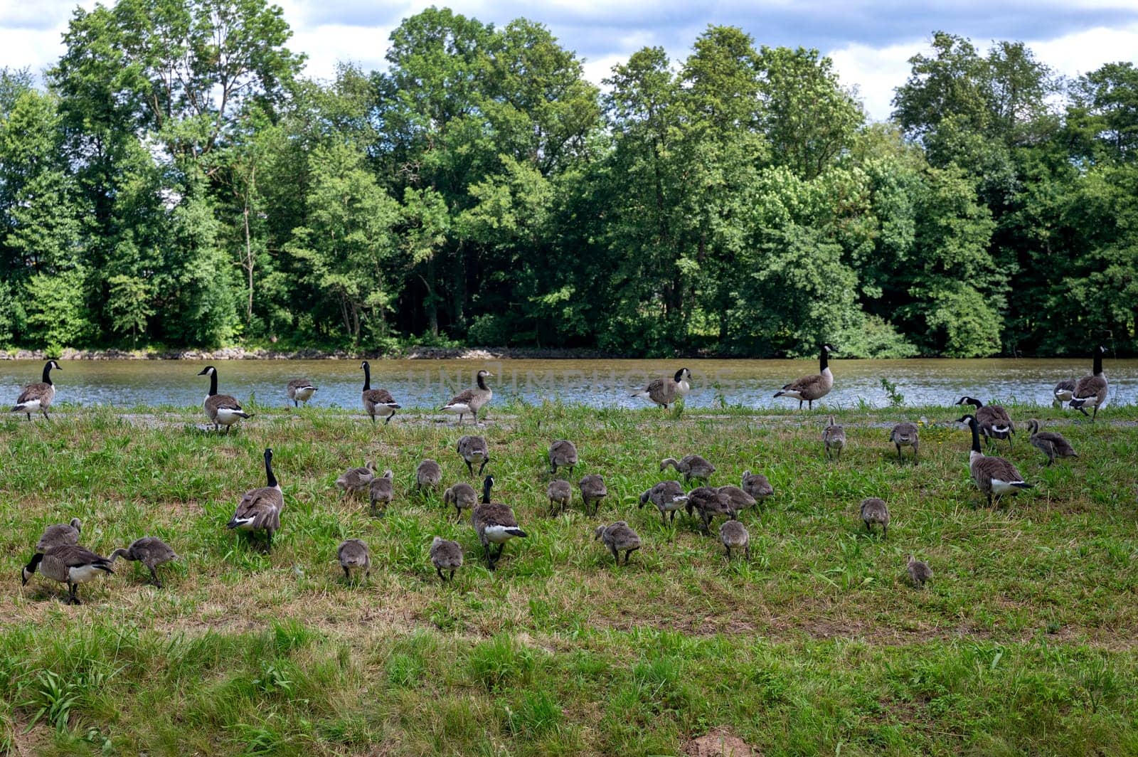 Many Canada geese ( Branta canadensis ) and chicks on a green meadow near the river bank