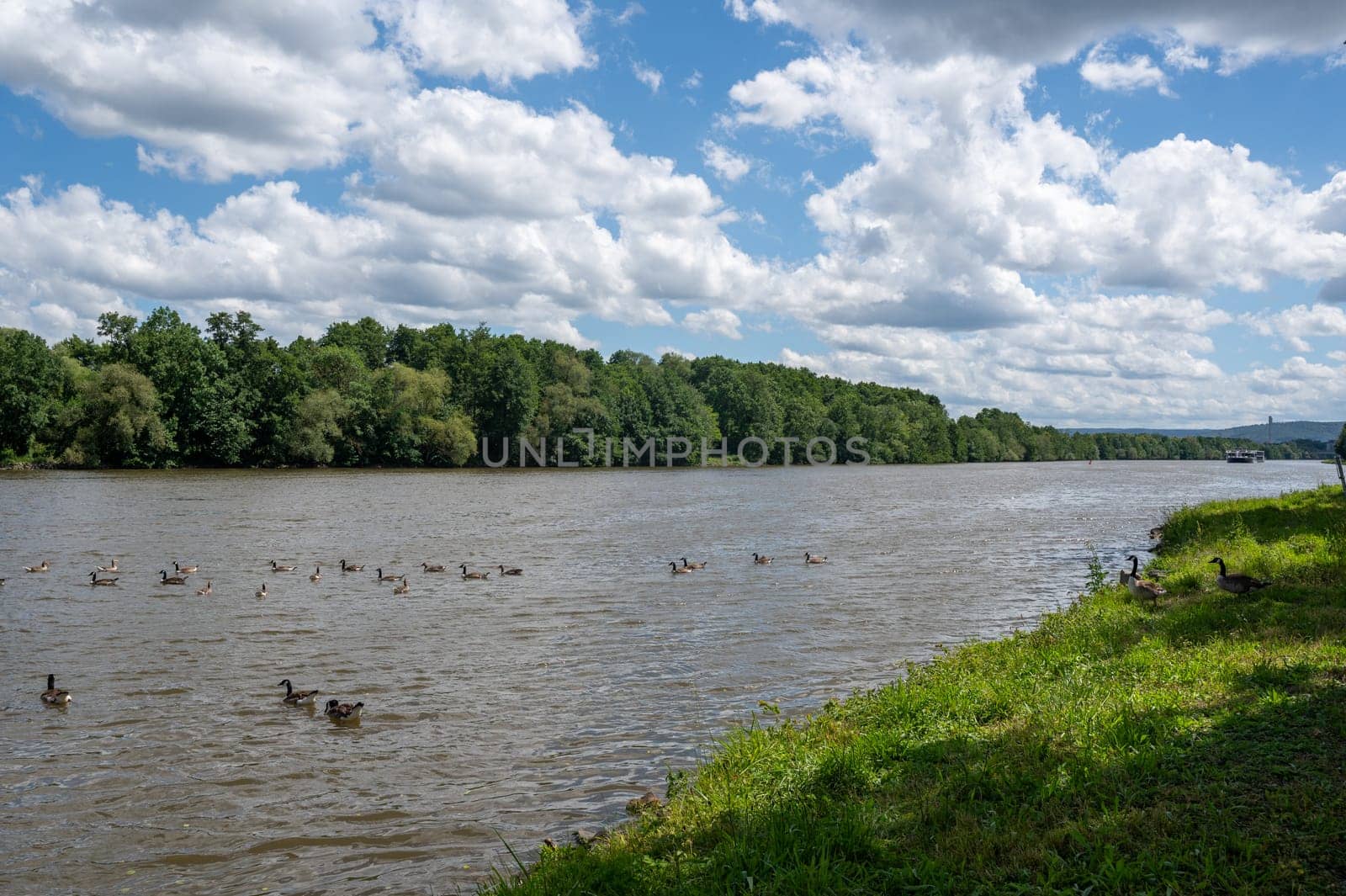 Many Canada geese ( Branta canadensis ) swimming in the water near the river bank with blue sky and clouds