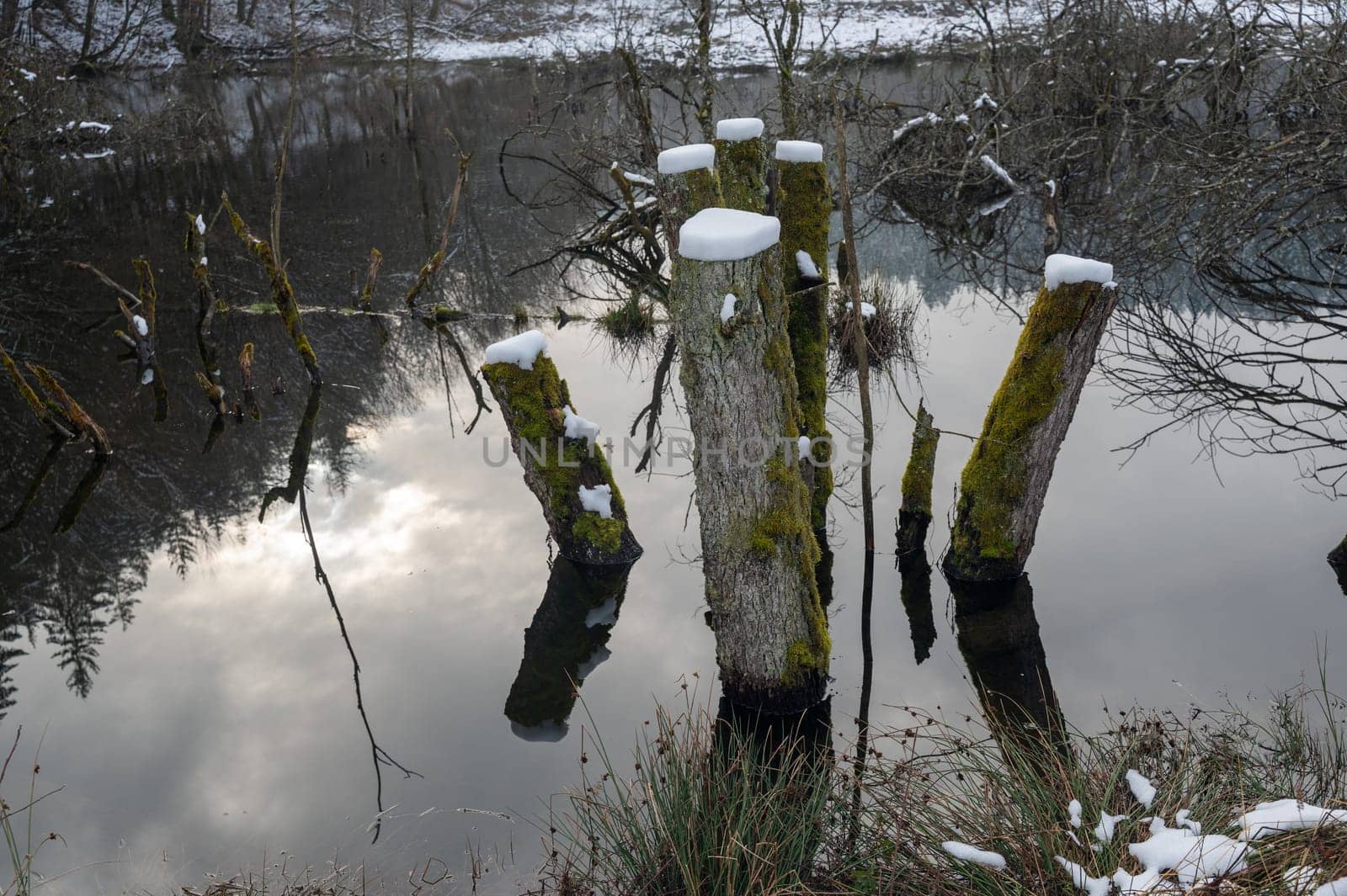 Some tree trunks in the water of a lake, covered with snow and with reflections in the water