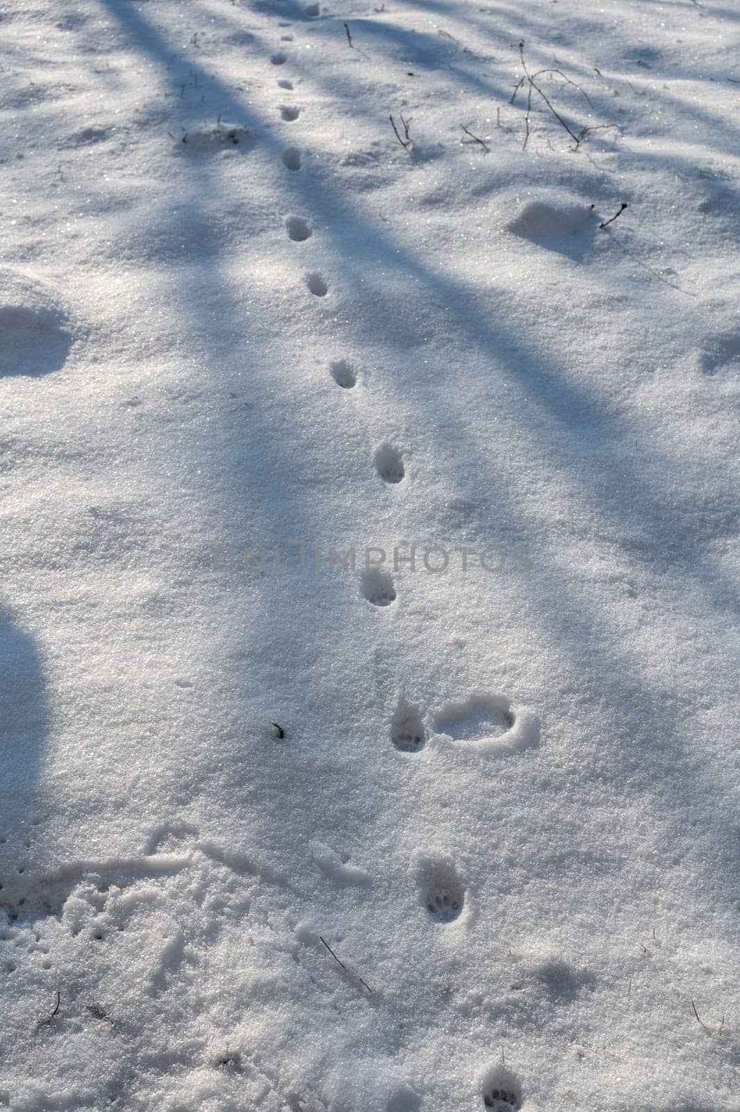 Cat footprints in the white snow