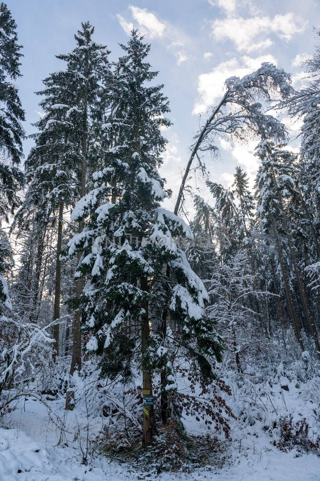 Snow covered fir trees in a forest with blue sky in winter time