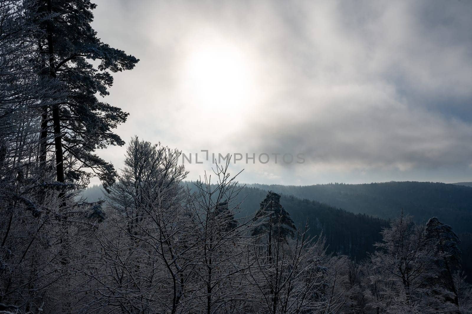 View of a landscape with snow and forest