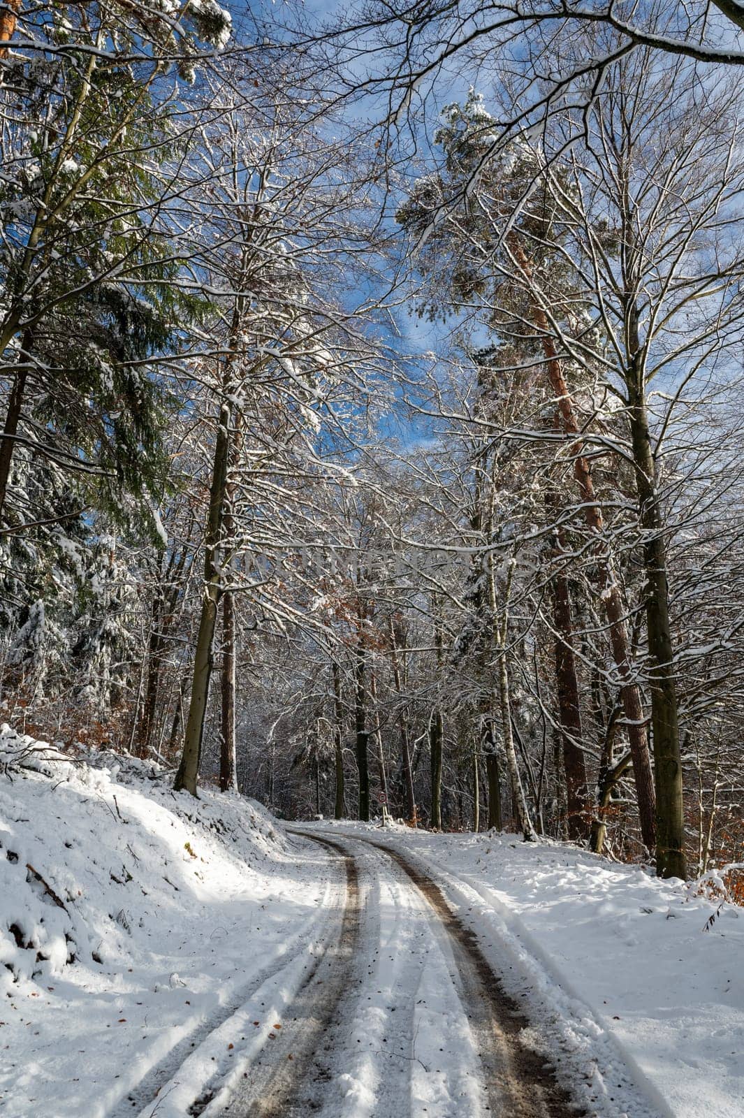 Trees full of snow in a forest with a field path on a sunny winter day in the Spessart, Bavaria, Germany