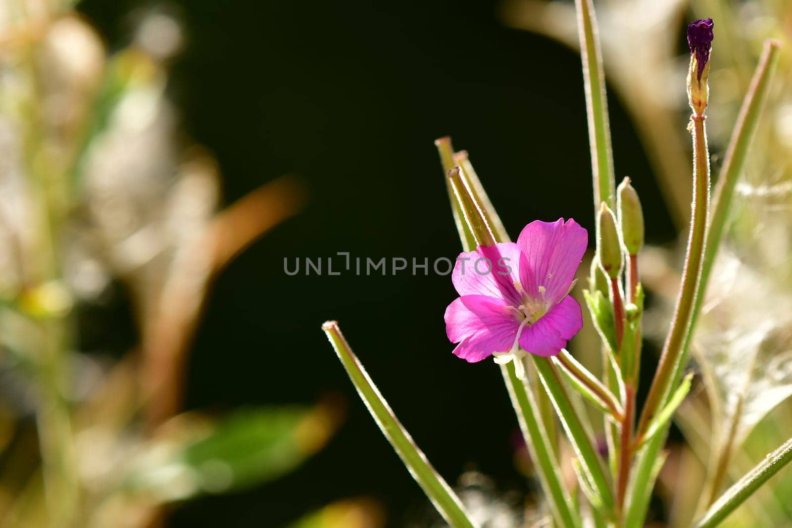 willowherb, medicinal herb with flower in summer
