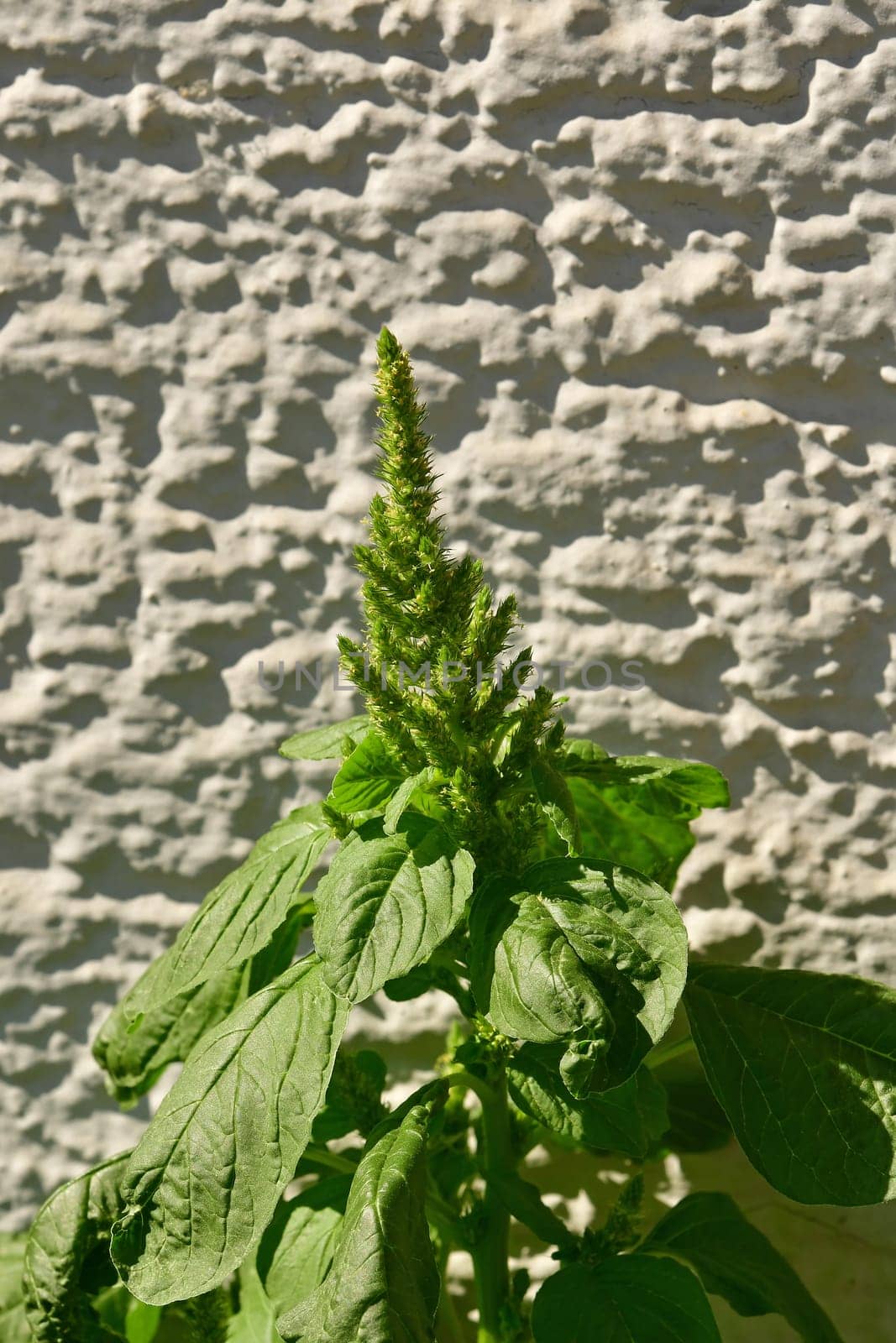 Amarant, healthy food of the Aztec in summer in Germany